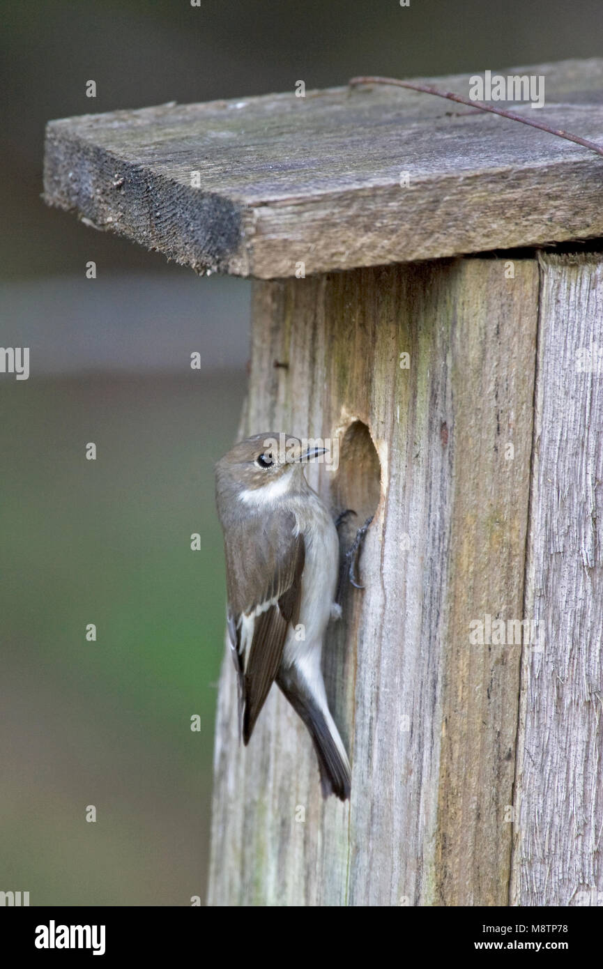 Bonte Vliegenvanger bij nestkast; European Pied Flycatcher a nestbox Foto Stock