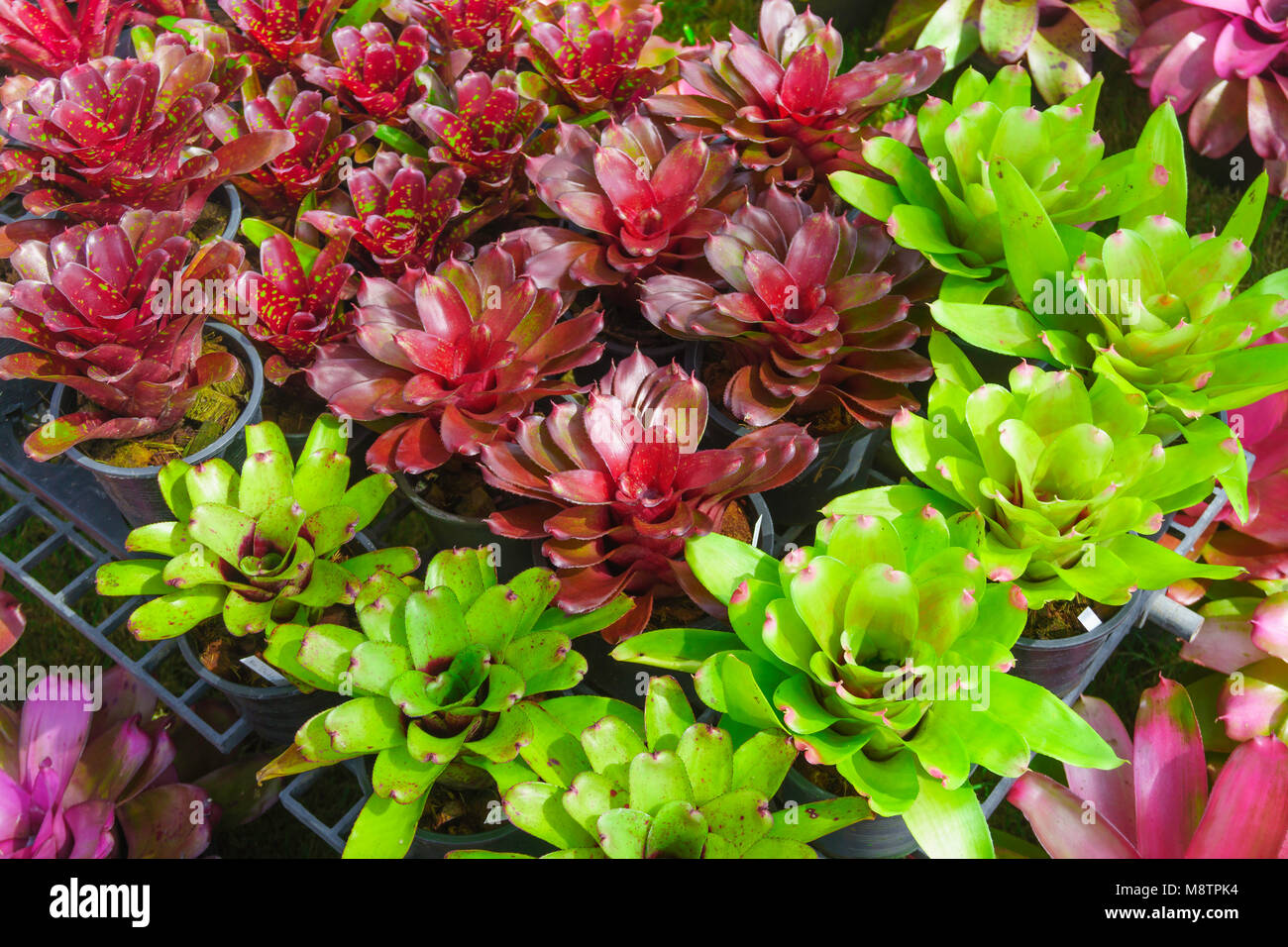 Gruppo di colorati Bromeliad Neoregelia in impianti store Foto Stock