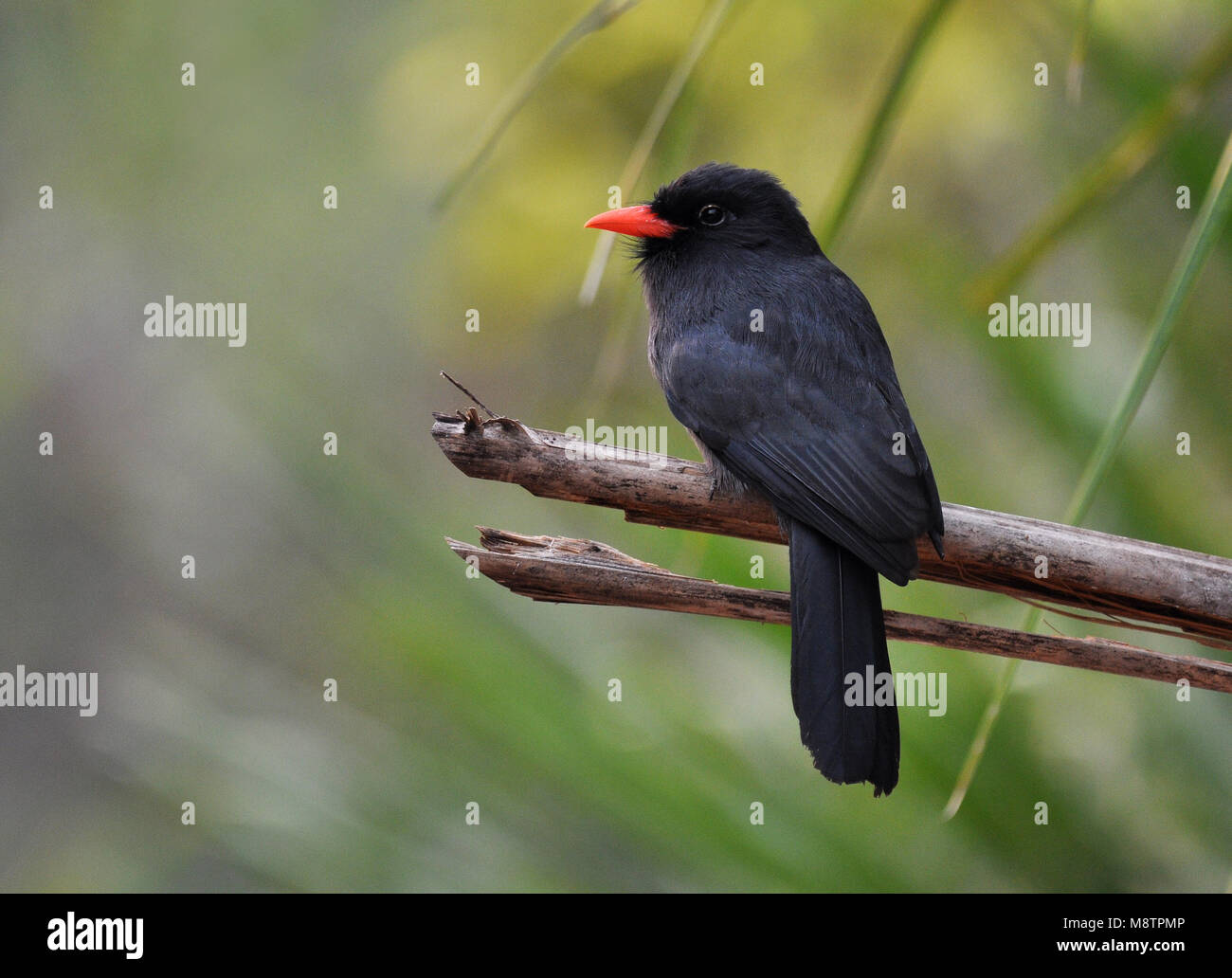 Immagine di uccelli di Laurens Steijn Foto Stock