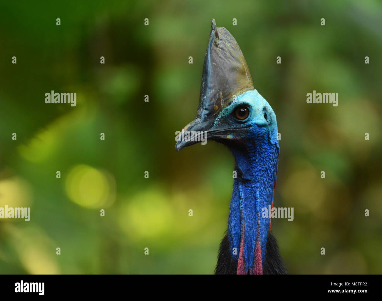 Casuario meridionale (Casuarius casuarius) in Australia Foto Stock