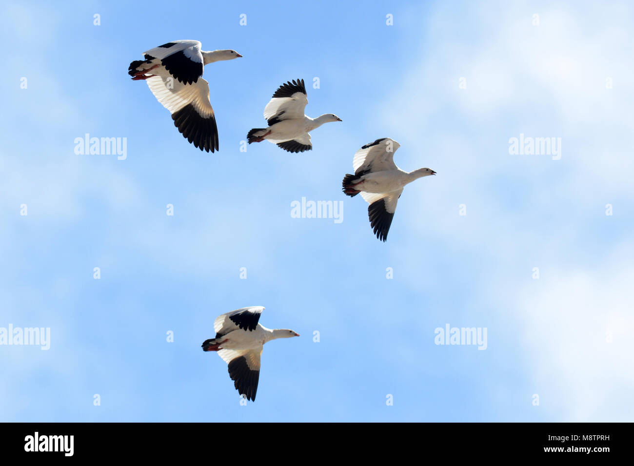 Immagine di uccelli di Laurens Steijn Foto Stock
