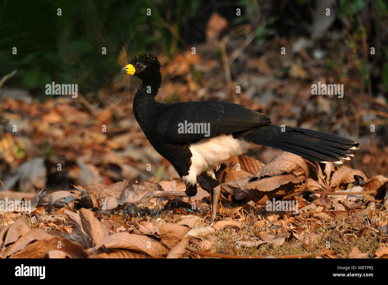 Bare-di fronte Currassow Foto Stock