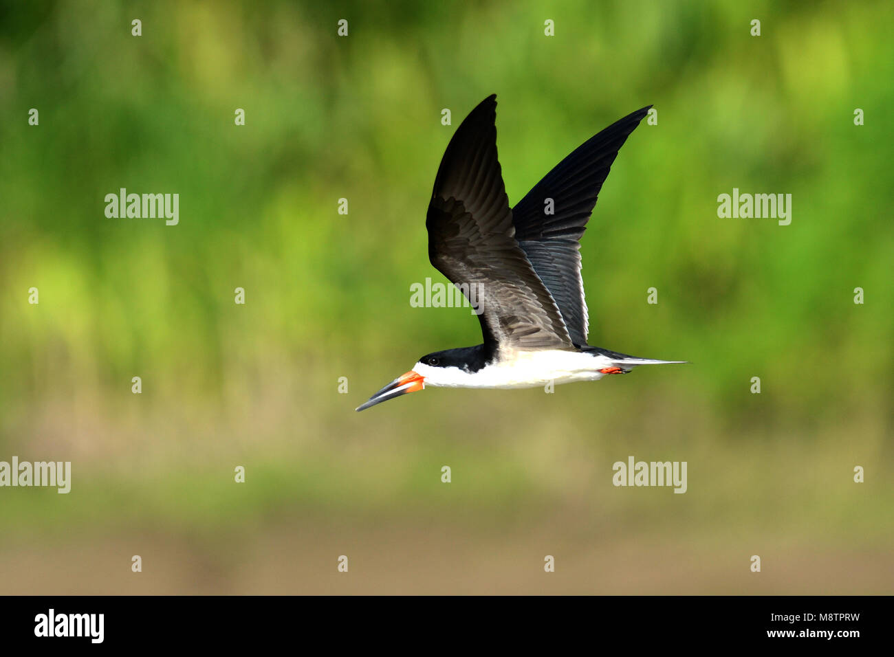 Skimmer nero in volo Foto Stock