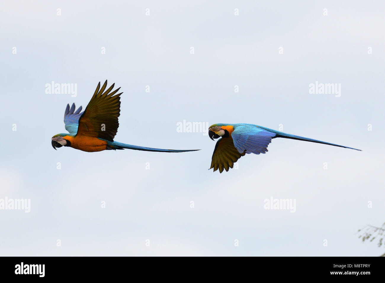 Blu-Giallo Macaws in volo Foto Stock