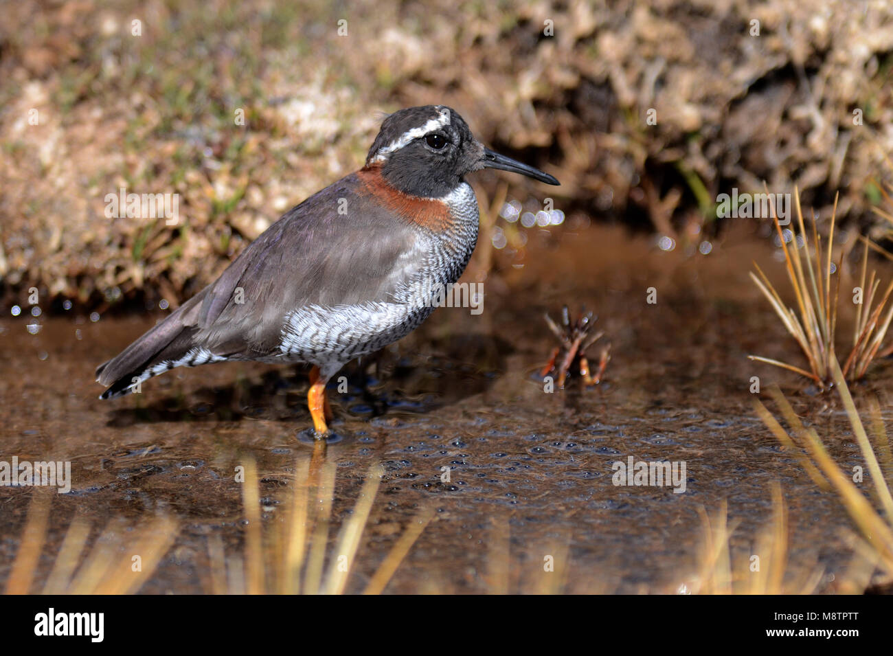 Diademed Sandpiper-Plover in Perù Foto Stock