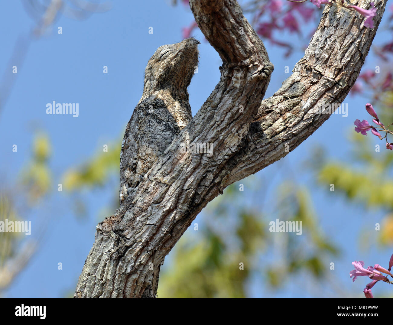 Grande Potoo Foto Stock