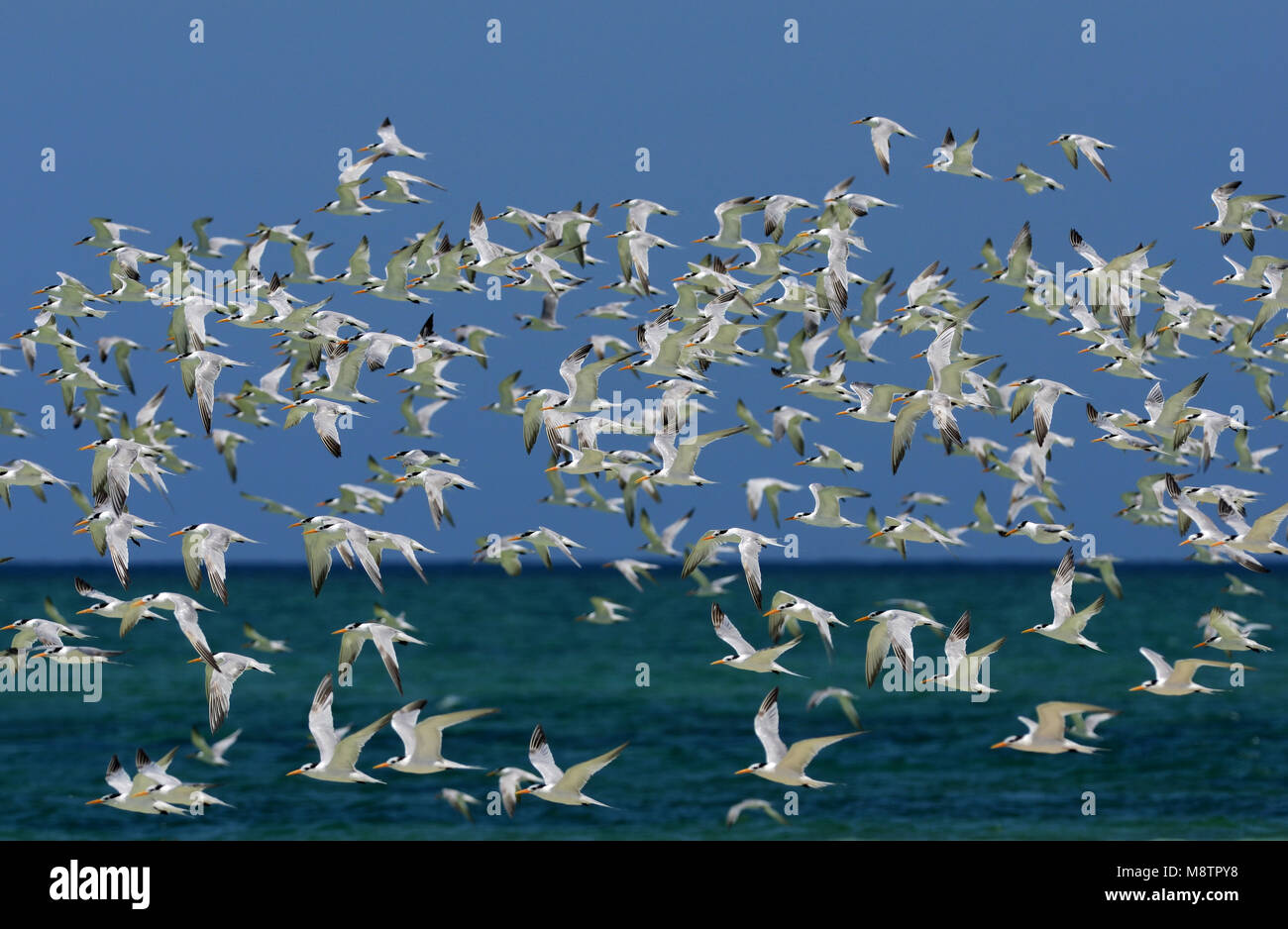 Groep Bengaalse Poppe in vlucht, Lesser Crested Tern gruppo in volo Foto Stock