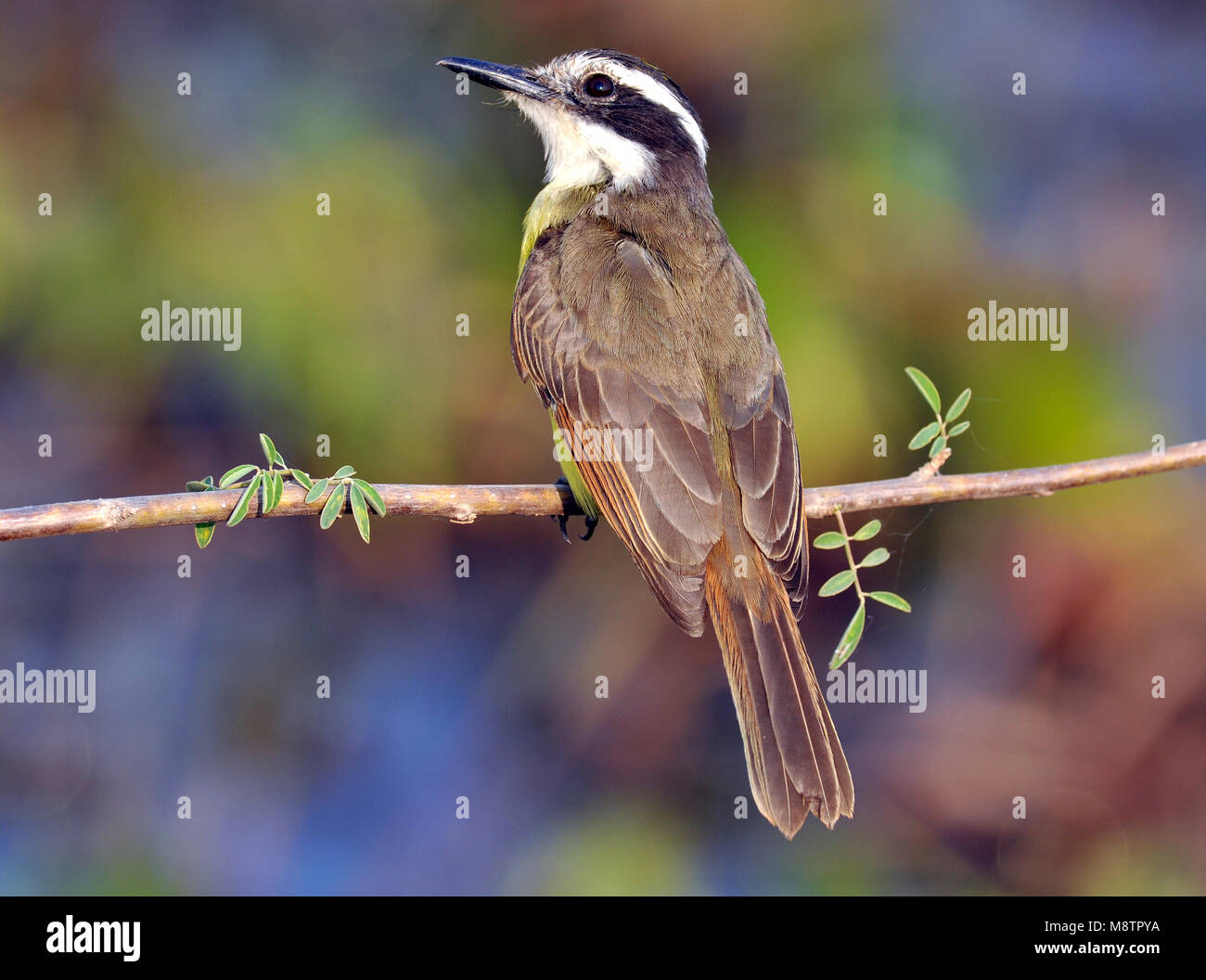 Kiskadee minore Foto Stock