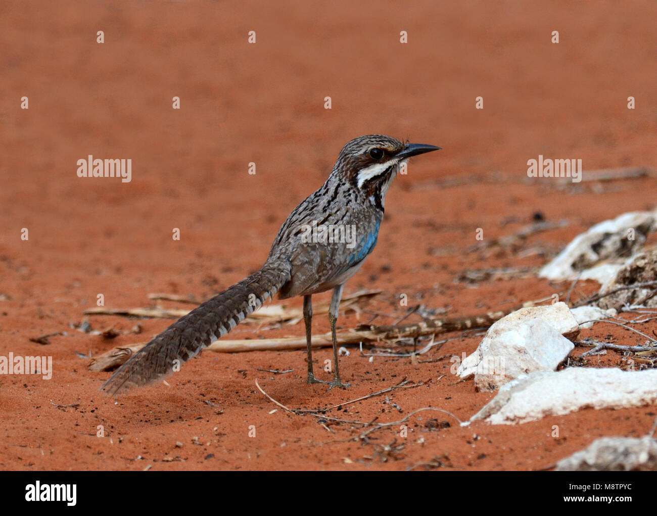 Langstaartgrondscharrelaar, Long-tailed Ground-Roller Foto Stock