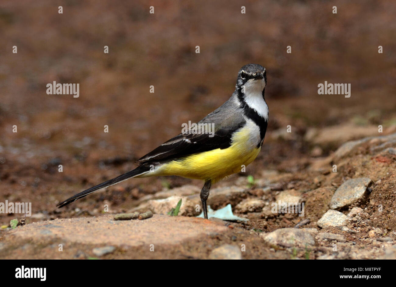 Madagaskarkwikstaart, Madagascar Wagtail Foto Stock