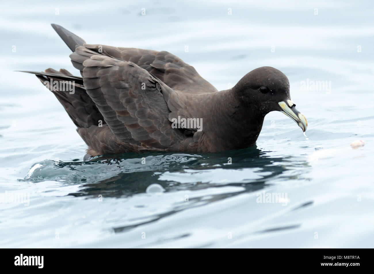 Bianco-chinned Petrel off costa peruviana Foto Stock