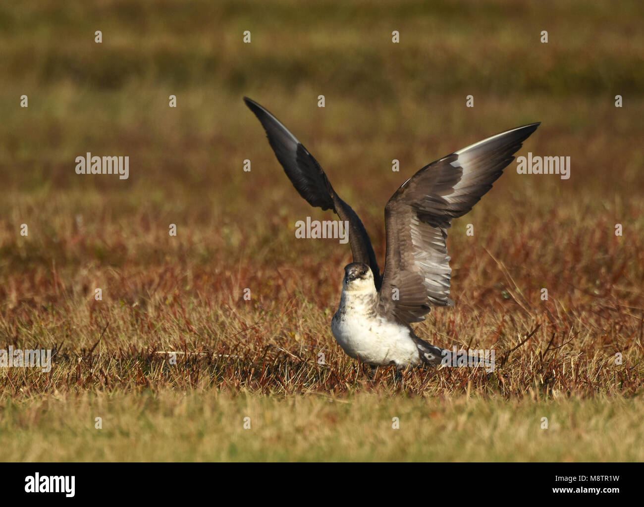 Arctic Skua (Stercorarius parasiticus) moulting adulto a piumaggio invernale Foto Stock