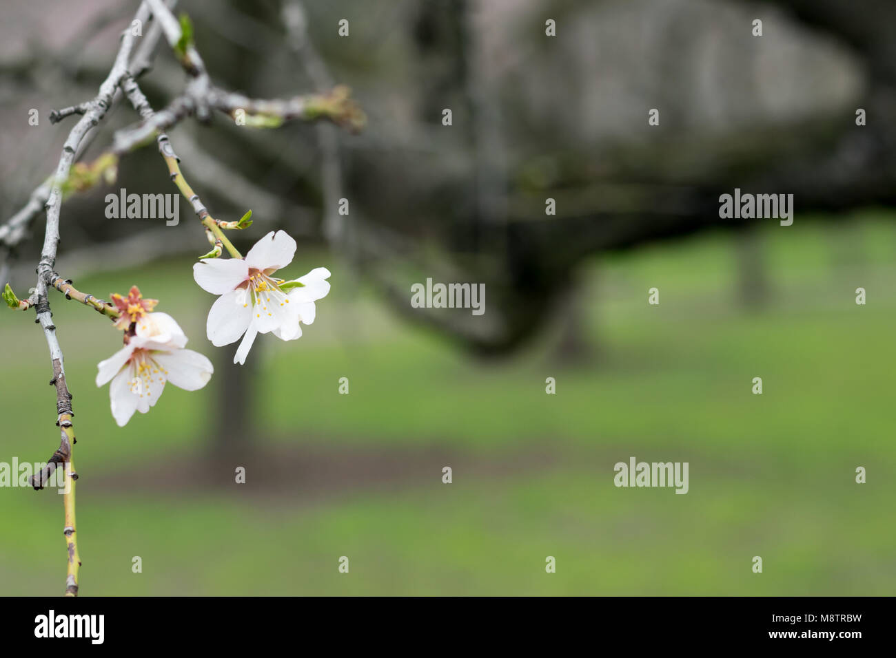 Fiori di mandorlo fioritura isolato su sfondo sfocato di tronchi di alberi ed erba Foto Stock