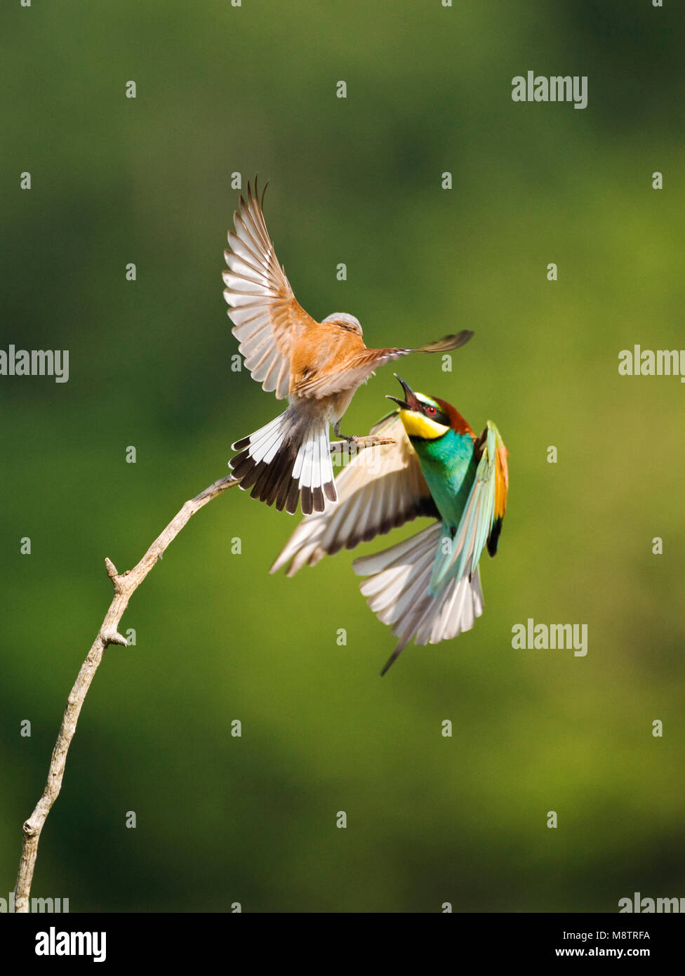 In Bijeneter vlucht; unione gruccione in volo Foto Stock