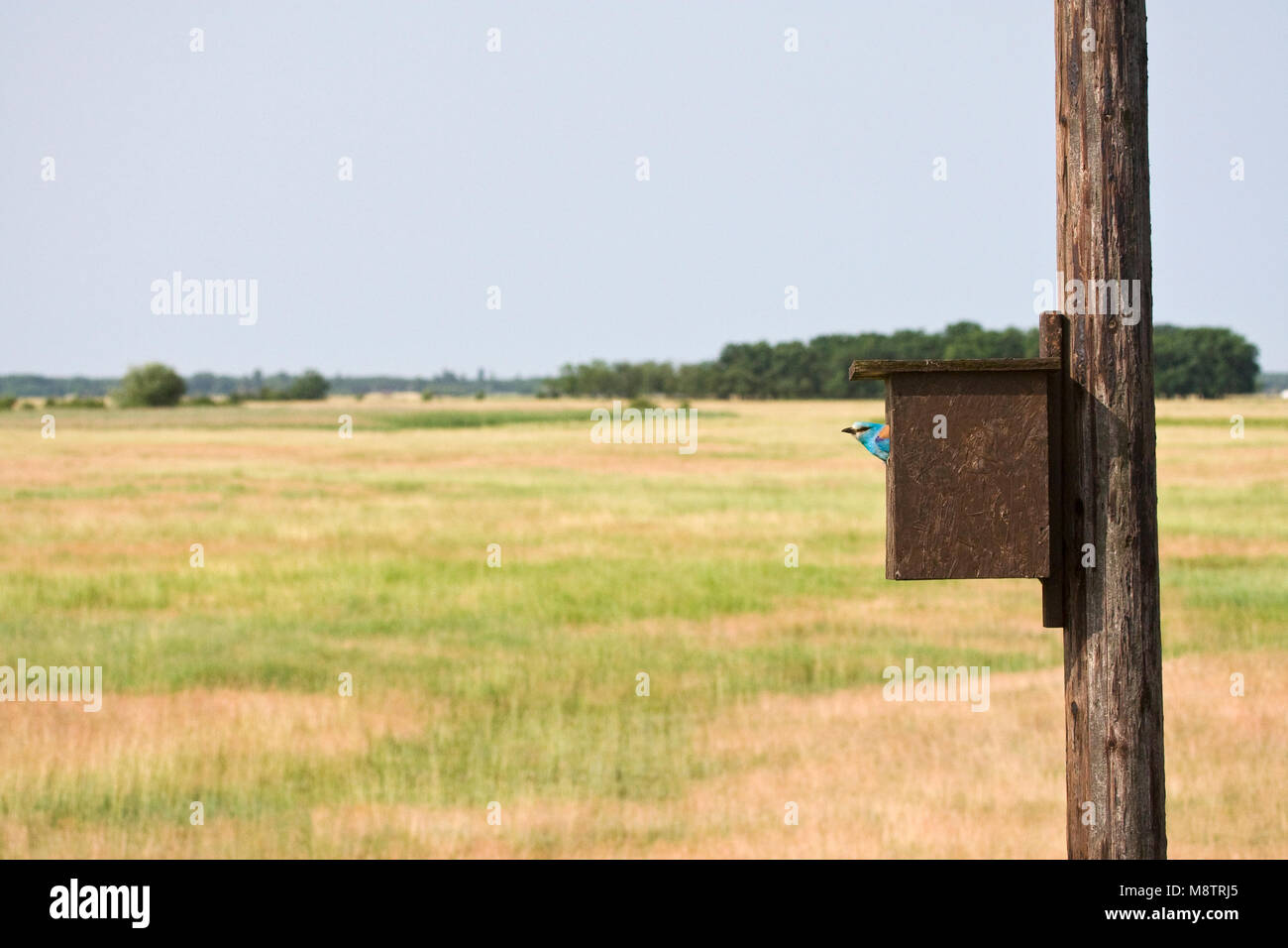 Scharrelaar bij nestkast Europeo di rullo in una scatola di nido Foto Stock