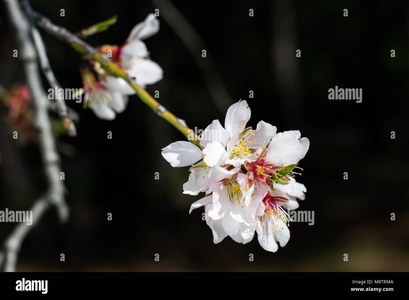 Mazzo di fiori di mandorlo fioritura su un ramo Foto Stock