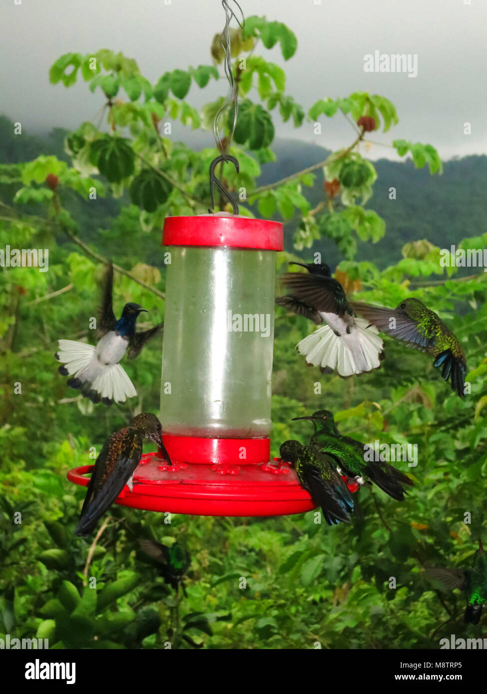 Alimentatori Kolibrie / Hummingbird alimentatori; Minca, Santa Marta montagne, Colombia Foto Stock