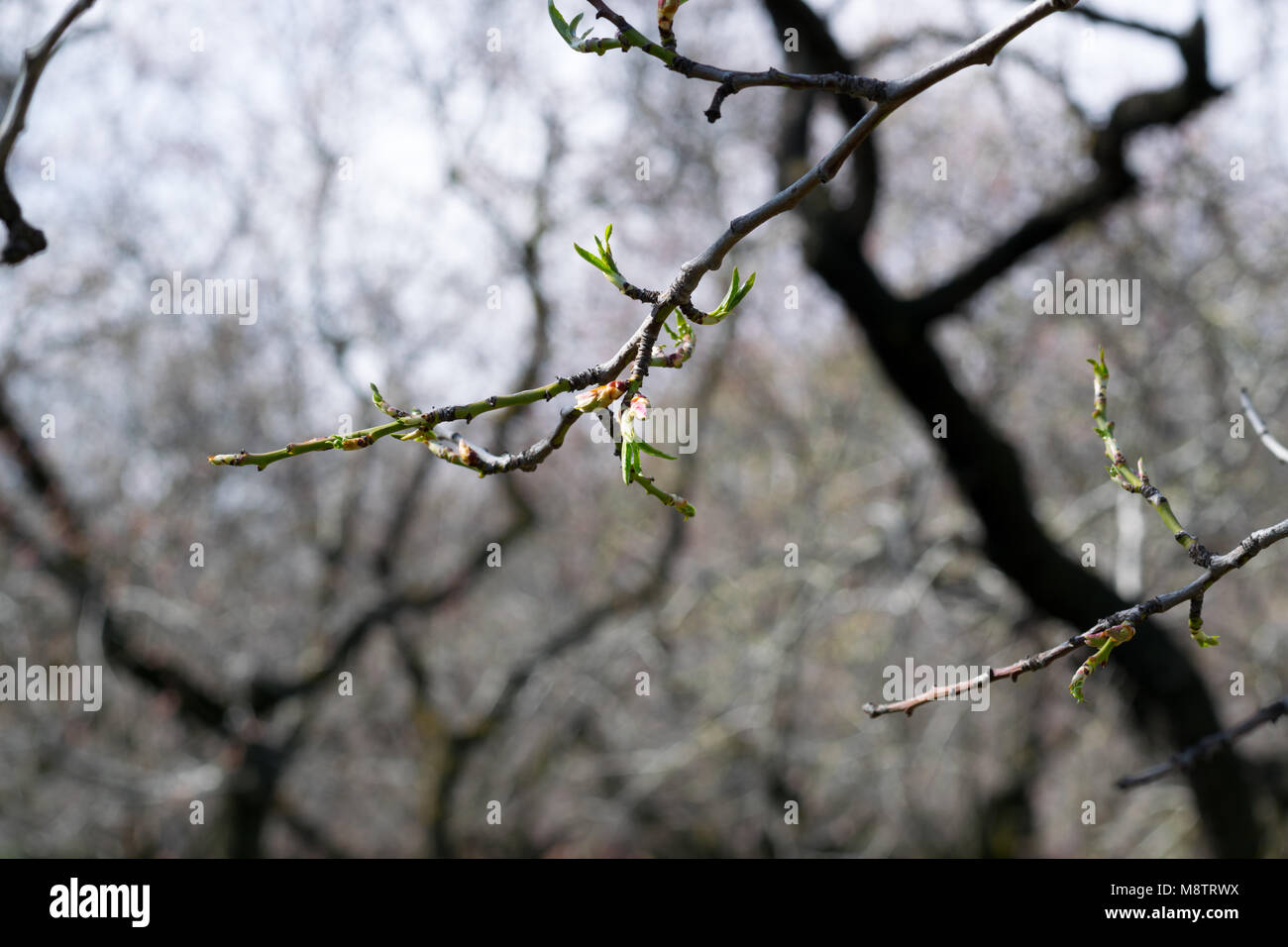 Prima molla la crescita di foglie e germogli sul ramo di un albero di mandorlo Foto Stock