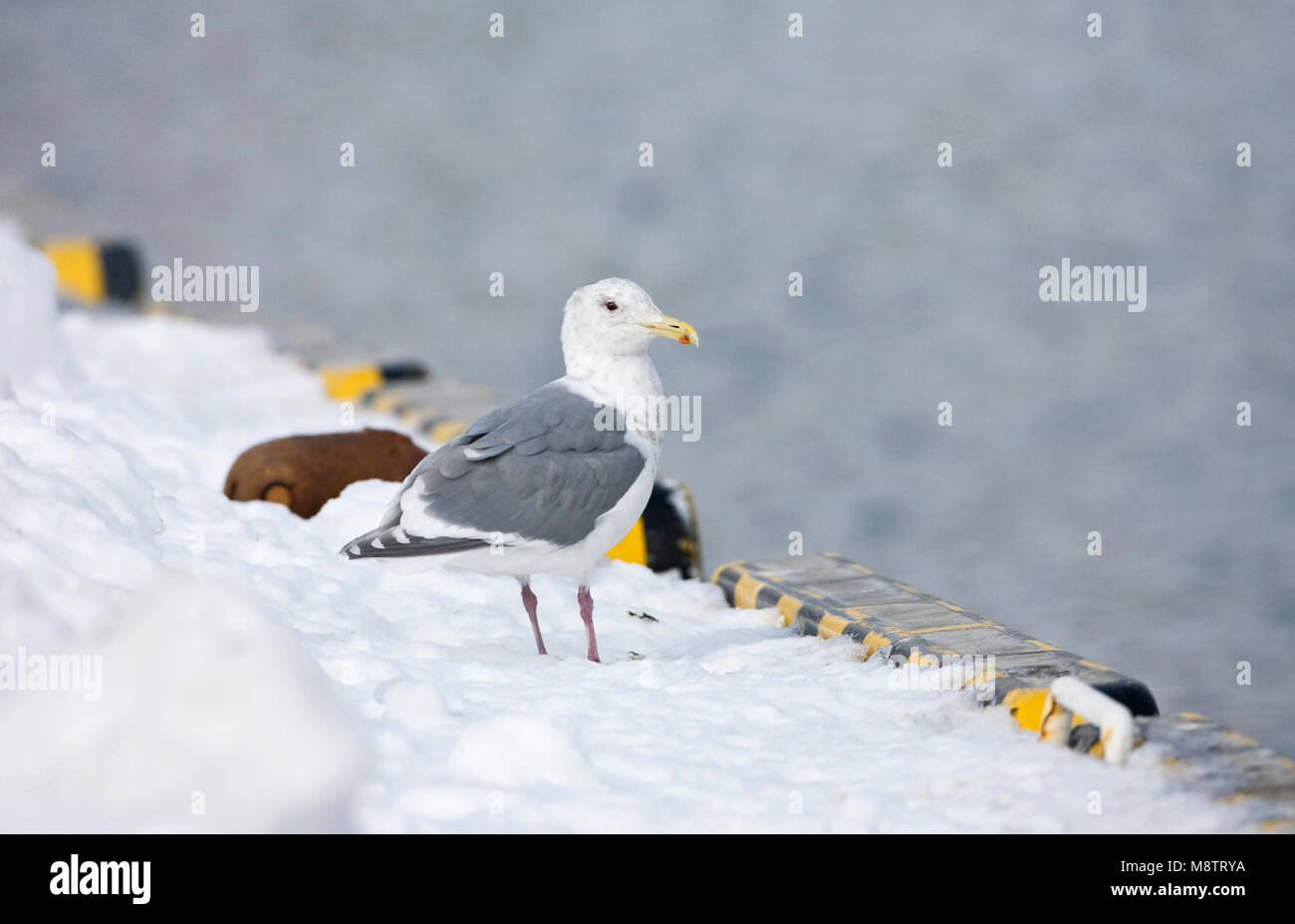 Beringmeeuw volwassen zittend op de kade; Glaucous adulto-winged Gull in piedi Foto Stock
