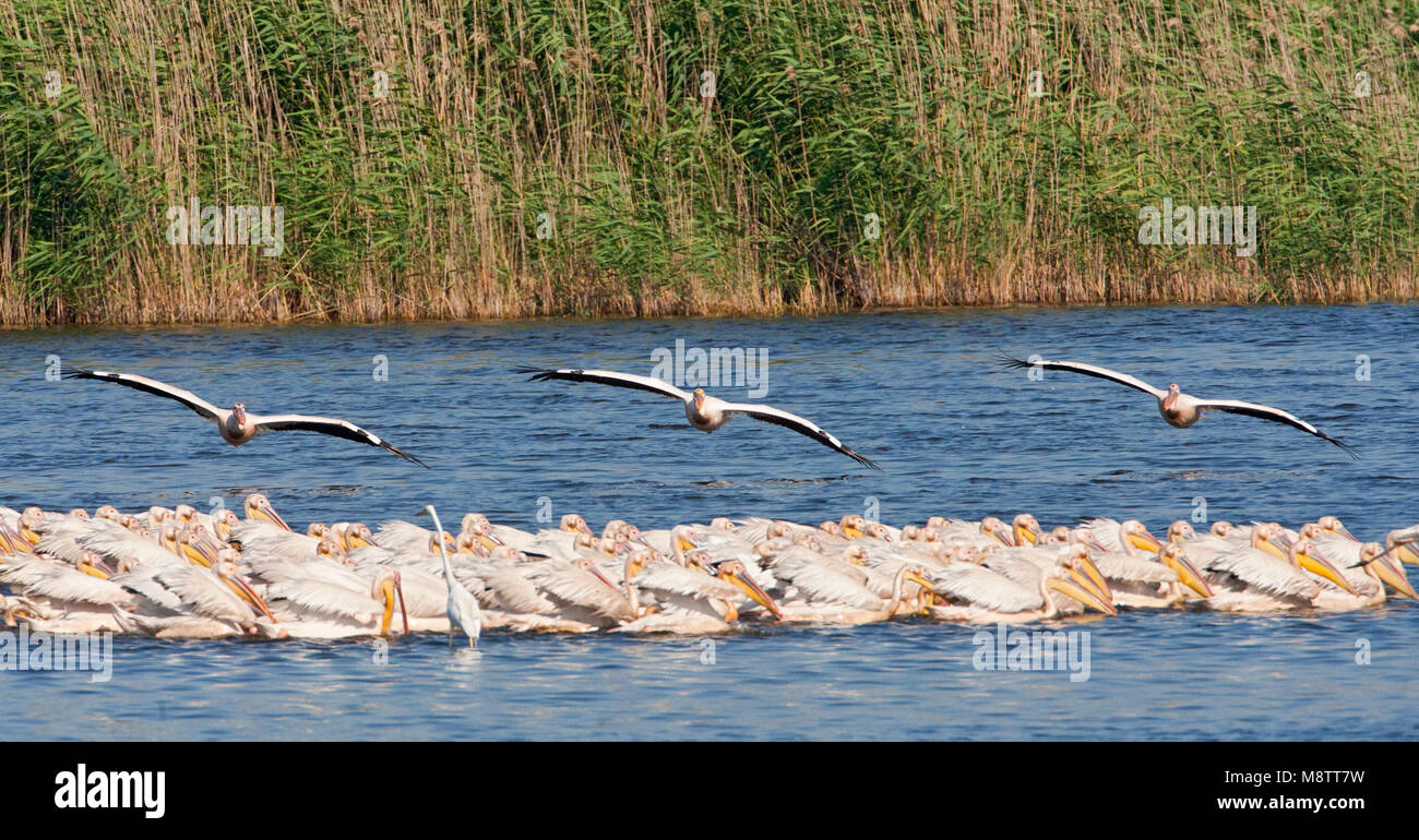 Roze Pelikaan landend bij een groep; Great White Pelican lo sbarco nei pressi di un groep Foto Stock