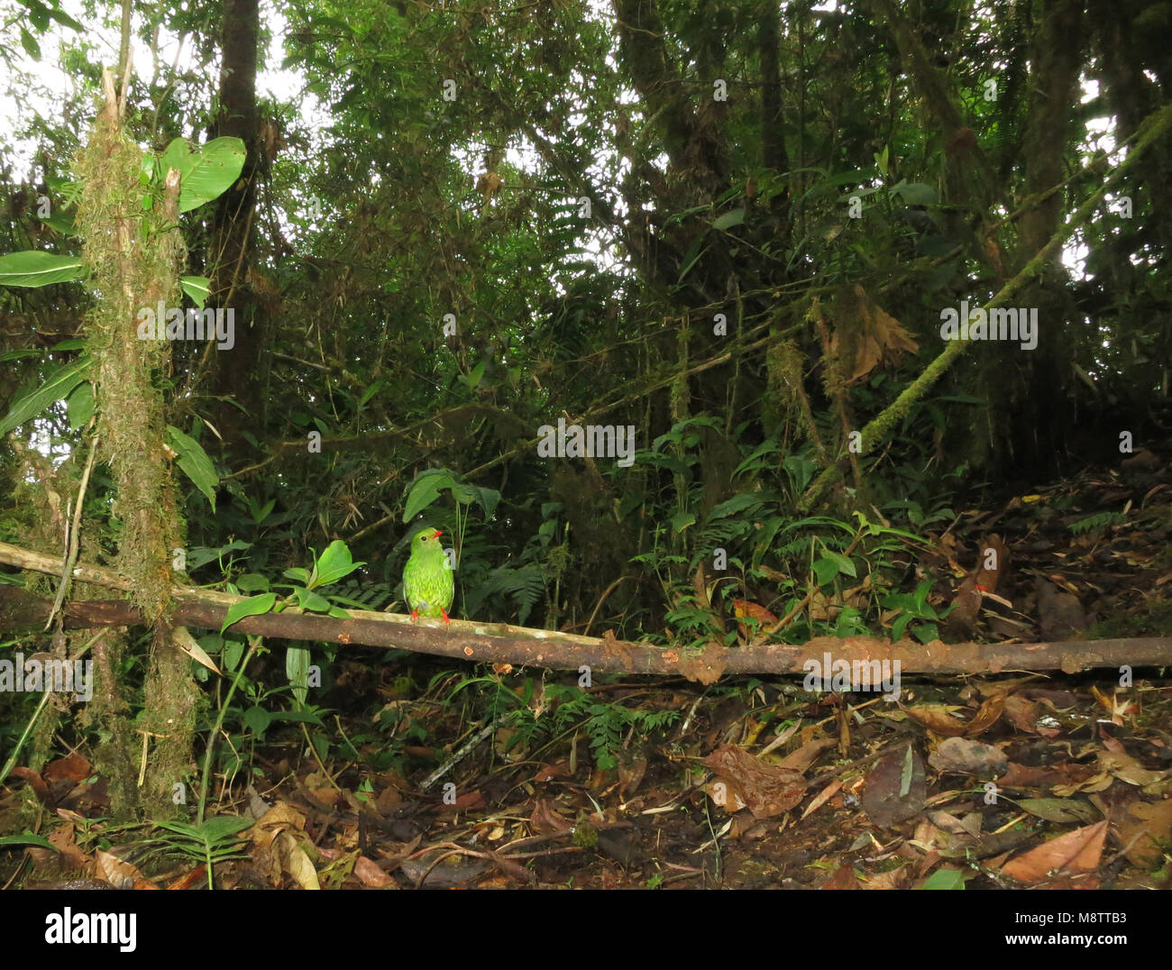 Groen-zwarte Cotinga vrouw zittend bemoste tak; verde-e-nero femmina Fruiteater appollaiato sul ramo di muschio Foto Stock