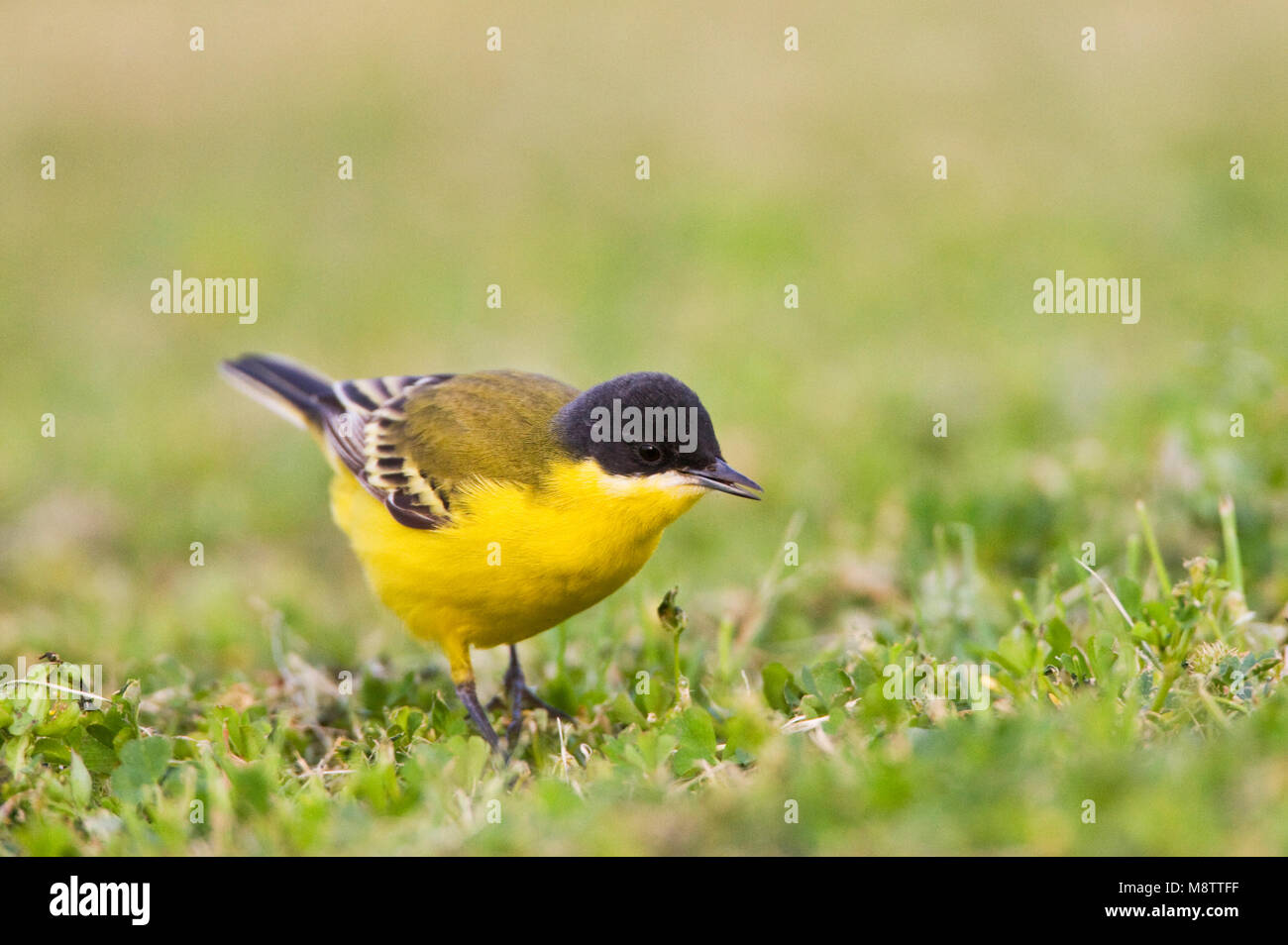 Noordse Gele Kwikstaart; a testa grigia Wagtail; Motacilla thunbergi Foto Stock