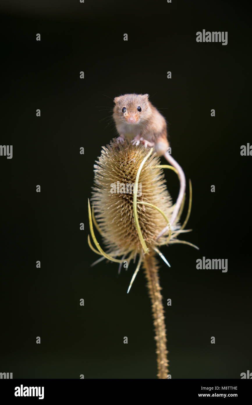 Harvest mouse sat su alcuni teasel guardare dritto verso la fotocamera Foto Stock