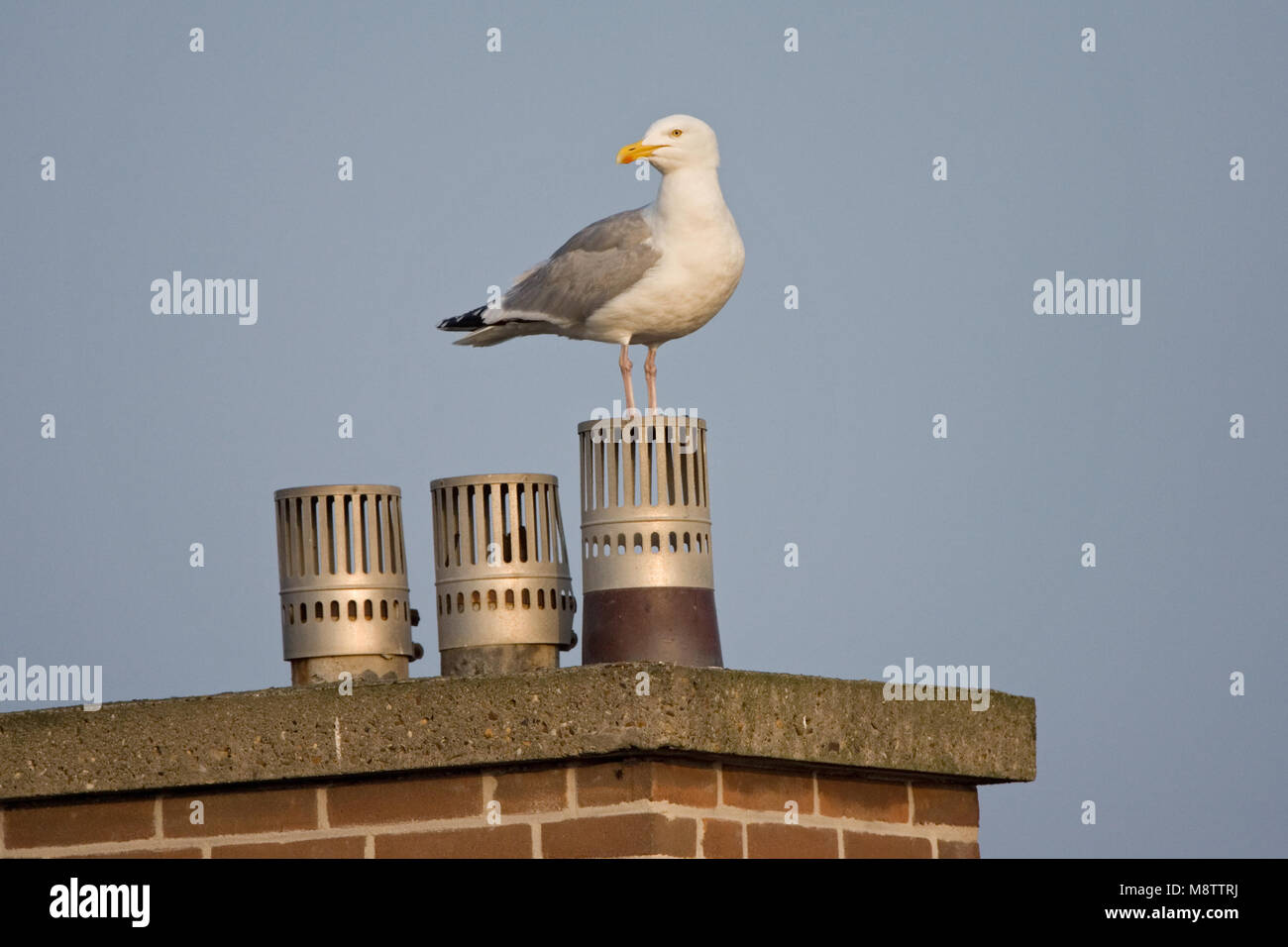 Zilvermeeuw op schoorsteen; Aringa Gabbiano sul camino Foto Stock