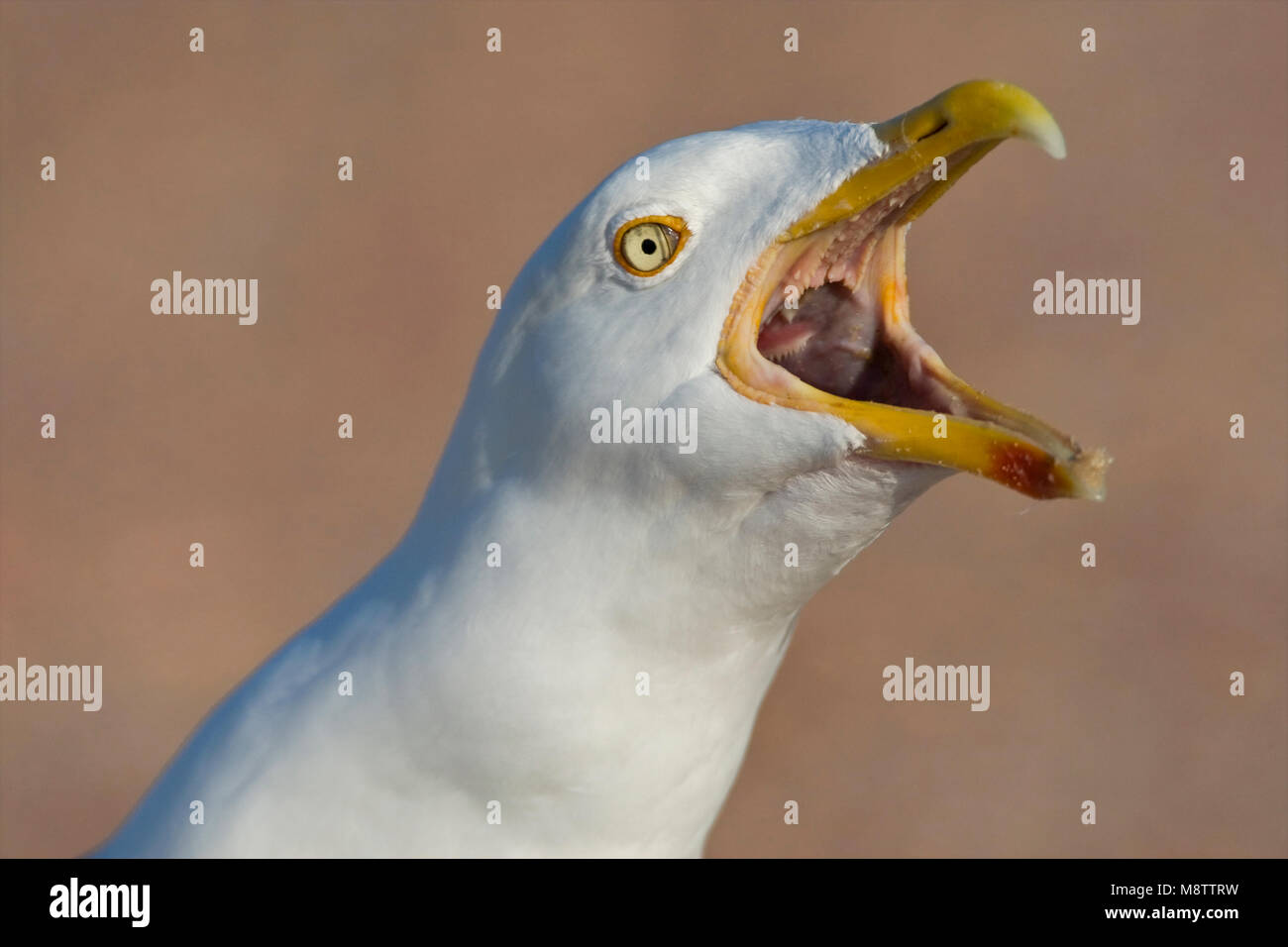 Portret Zilvermeeuw roepende volwassen vogel; close-up Aringa Gabbiano chiamando per adulti Foto Stock