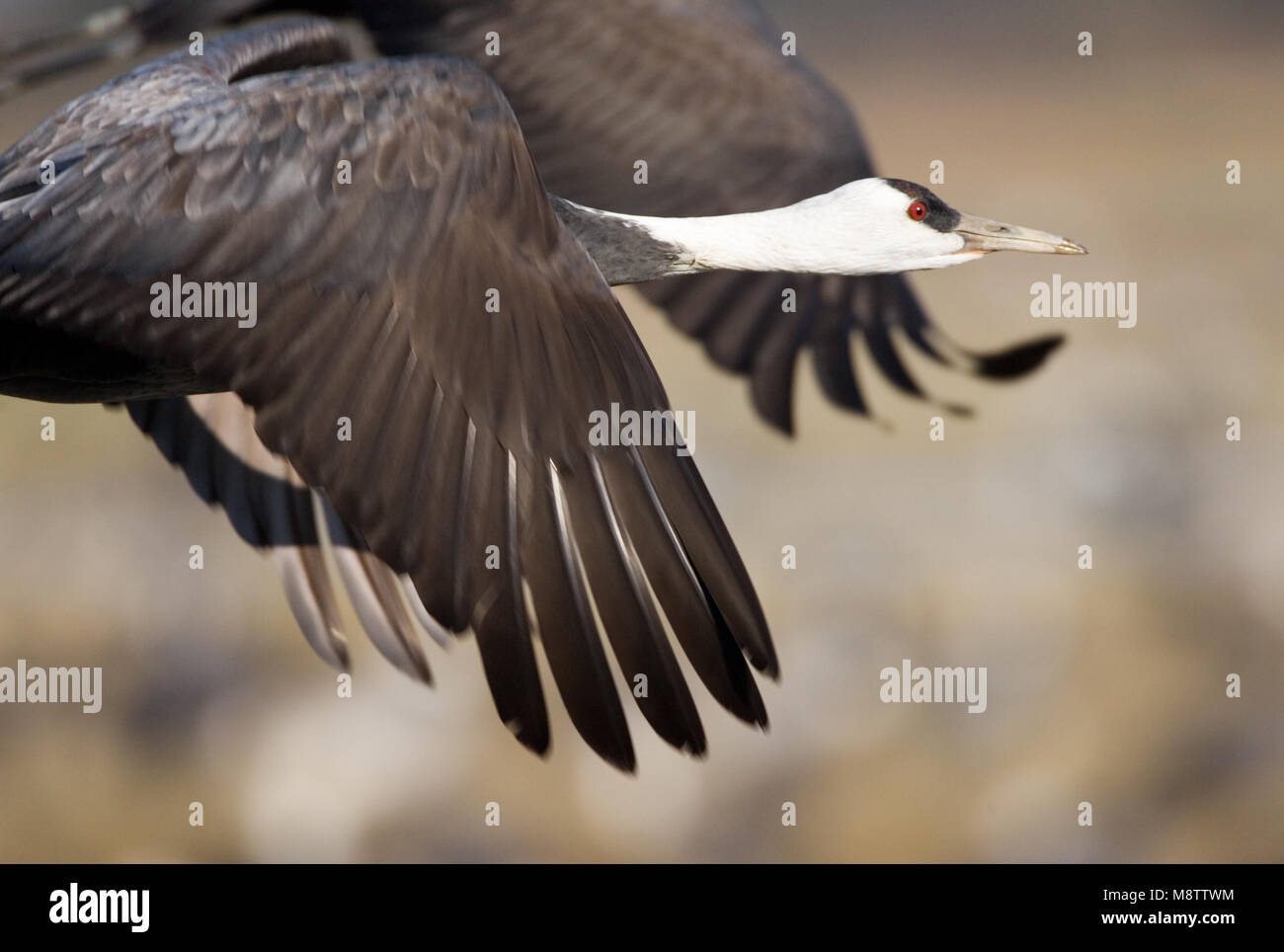 Gru con cappuccio battenti; Monnikskraanvogel vliegend Foto Stock