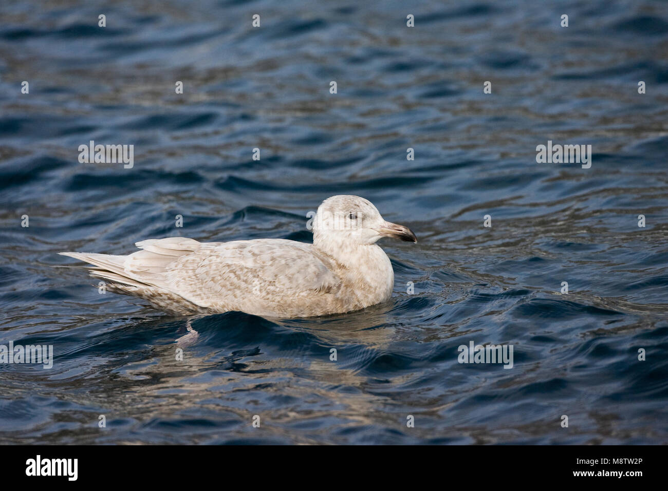 Onvolwassen Beringmeeuw; immaturo Glaucous-winged Gull Foto Stock