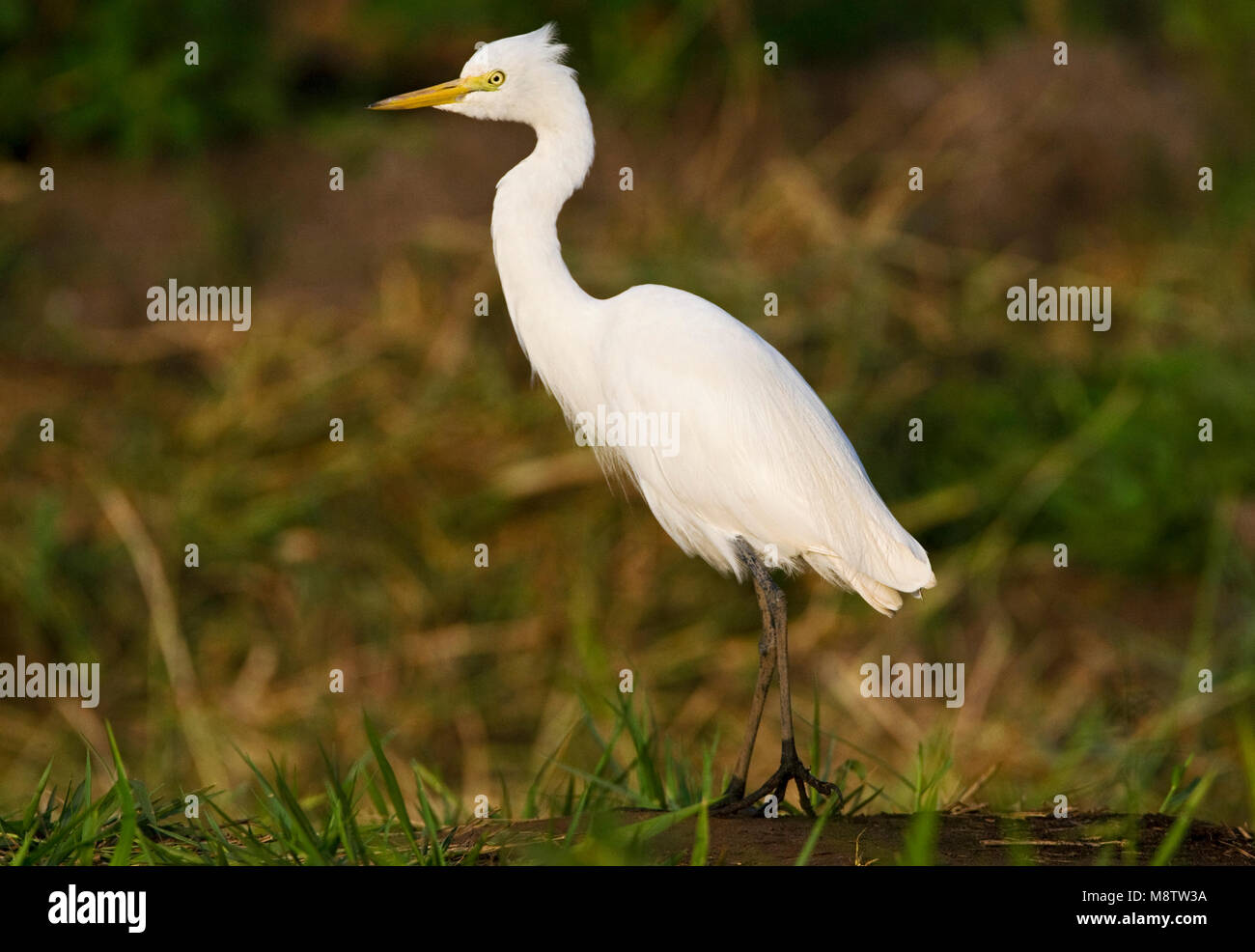 Middelste Zilverreiger, Garzetta intermedia Foto Stock