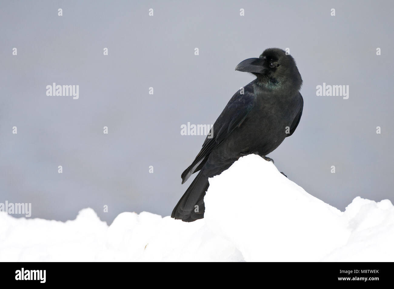 Dikbekkraai; grandi fatturati Crow Foto Stock