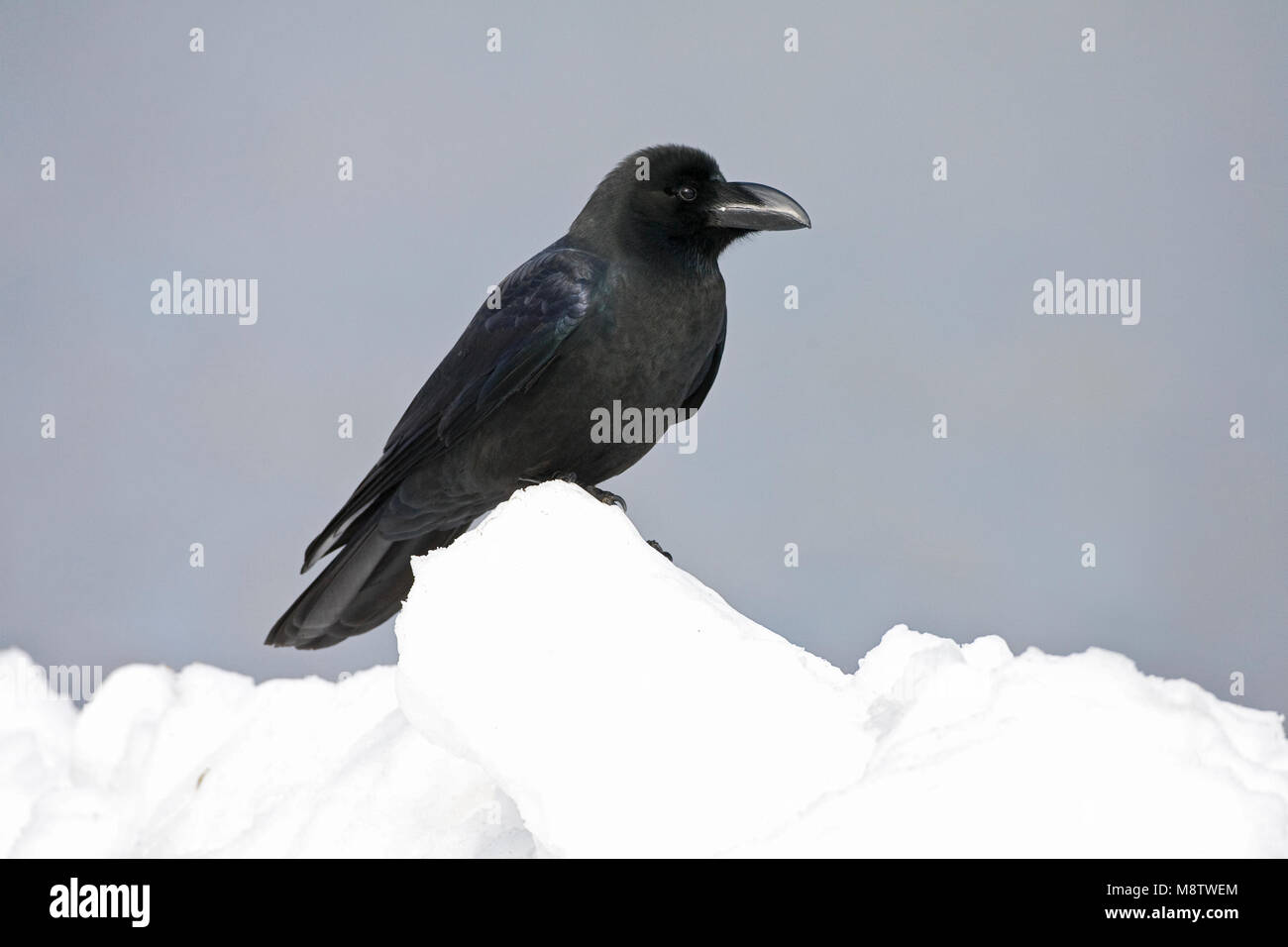 Dikbekkraai zittend op het ijs; grandi fatturati Crow appollaiato sulla neve Foto Stock