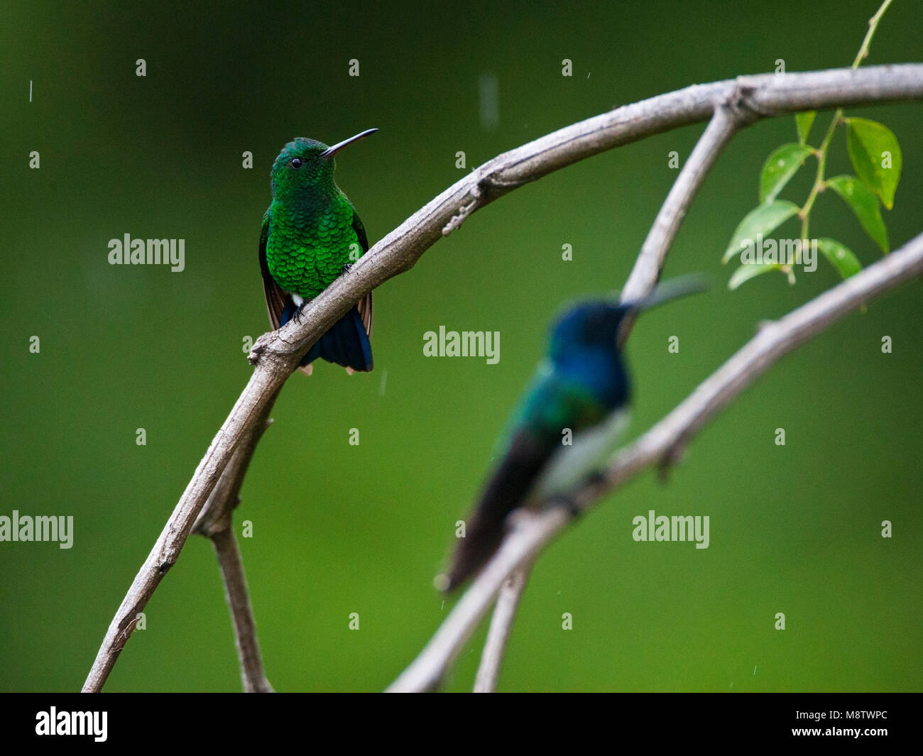 Blauwbuikamazilia, Steely sfiatata Hummingbird, Amazilia saucerottei Foto Stock