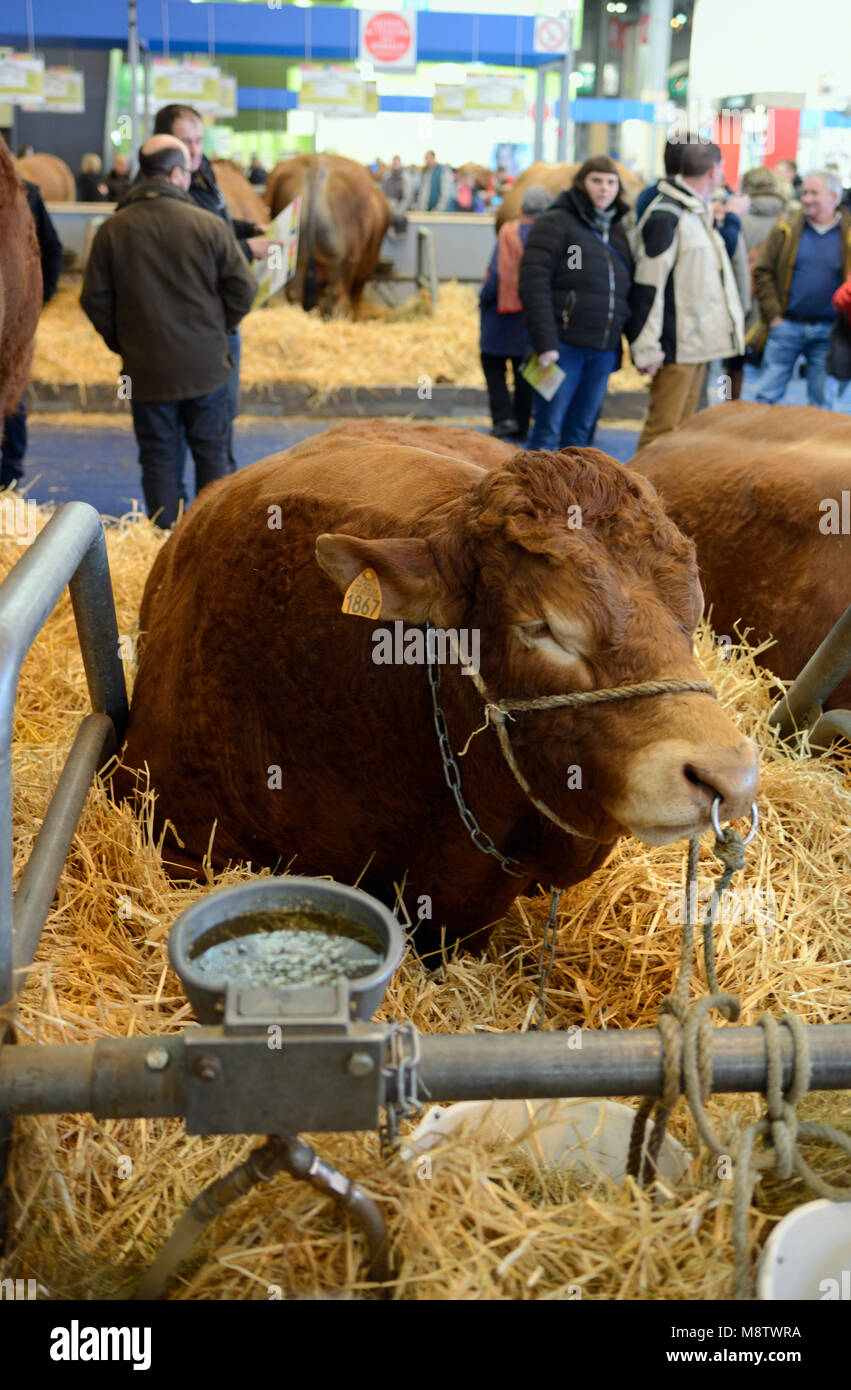 Limousin i bovini e i visitatori a Parigi Fiera agricola internazionale, o Salon International de l'Agriculture, Parisn Francia Foto Stock
