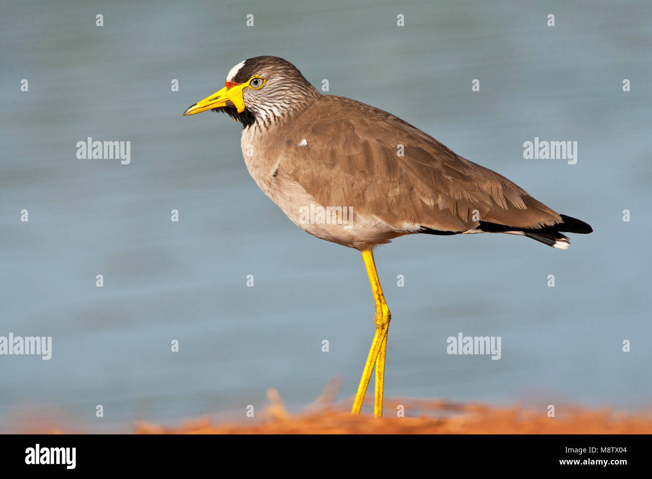 Adulto Wattled Plover in Gambia Foto Stock