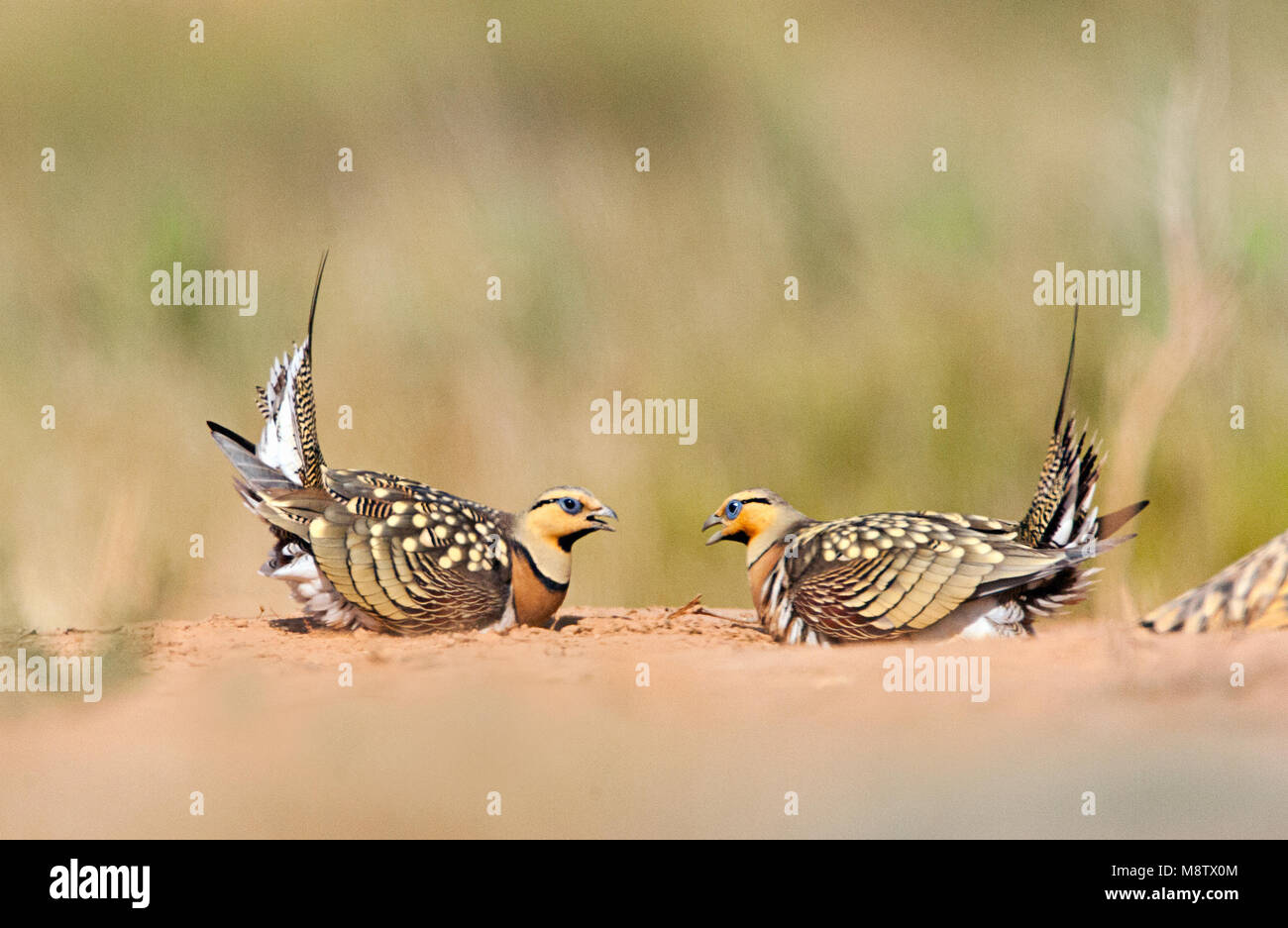 Mannetjes Witbuikzandhoenders vechtend bij de drinkplaats; due maschi Pin-tailed Sandgrouses (Pterocles alchata) Combattere ad un pool di bere Foto Stock
