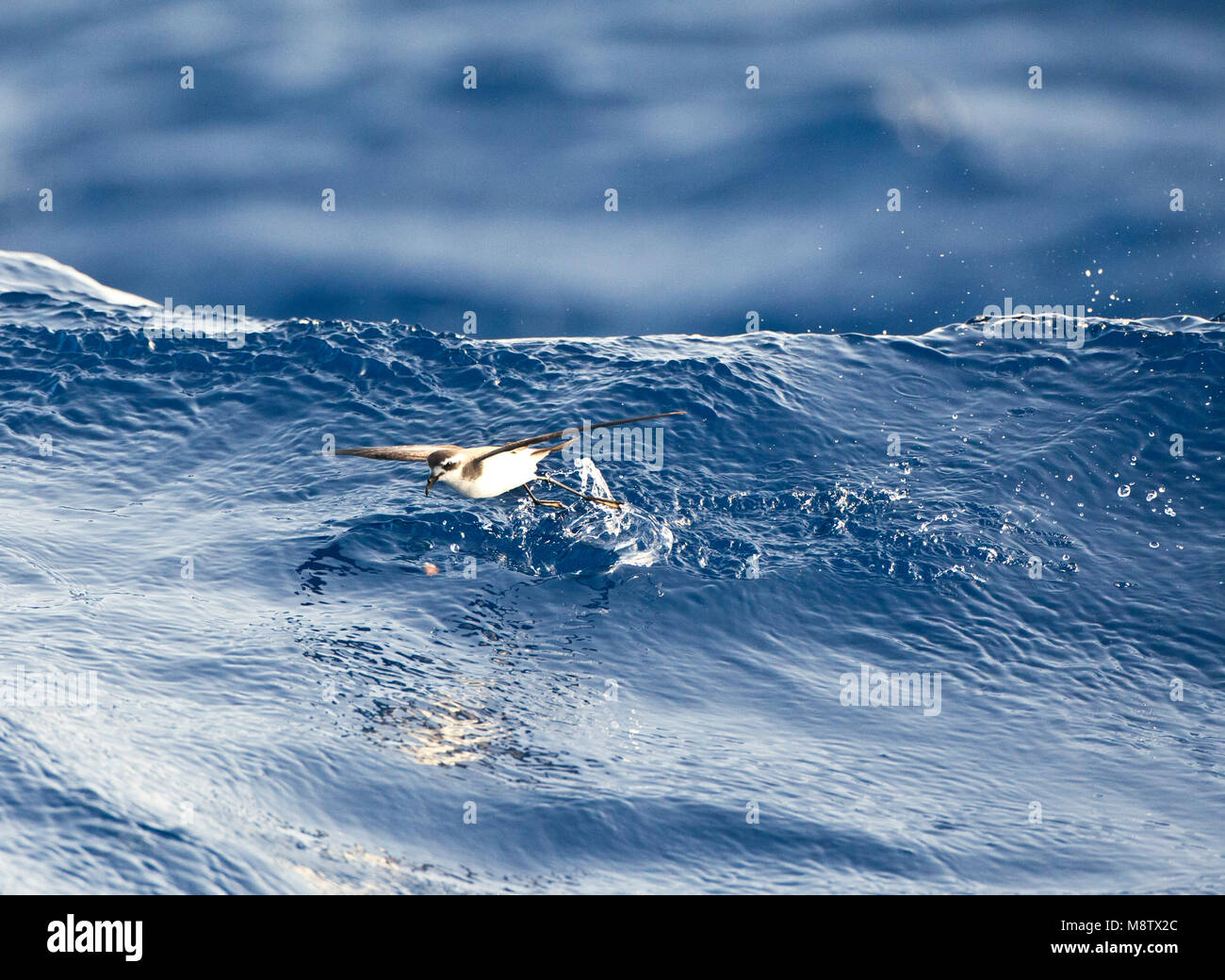 Bont Stormvogeltje, di fronte bianco-Storm Petrel, Pelagodroma marina Foto Stock