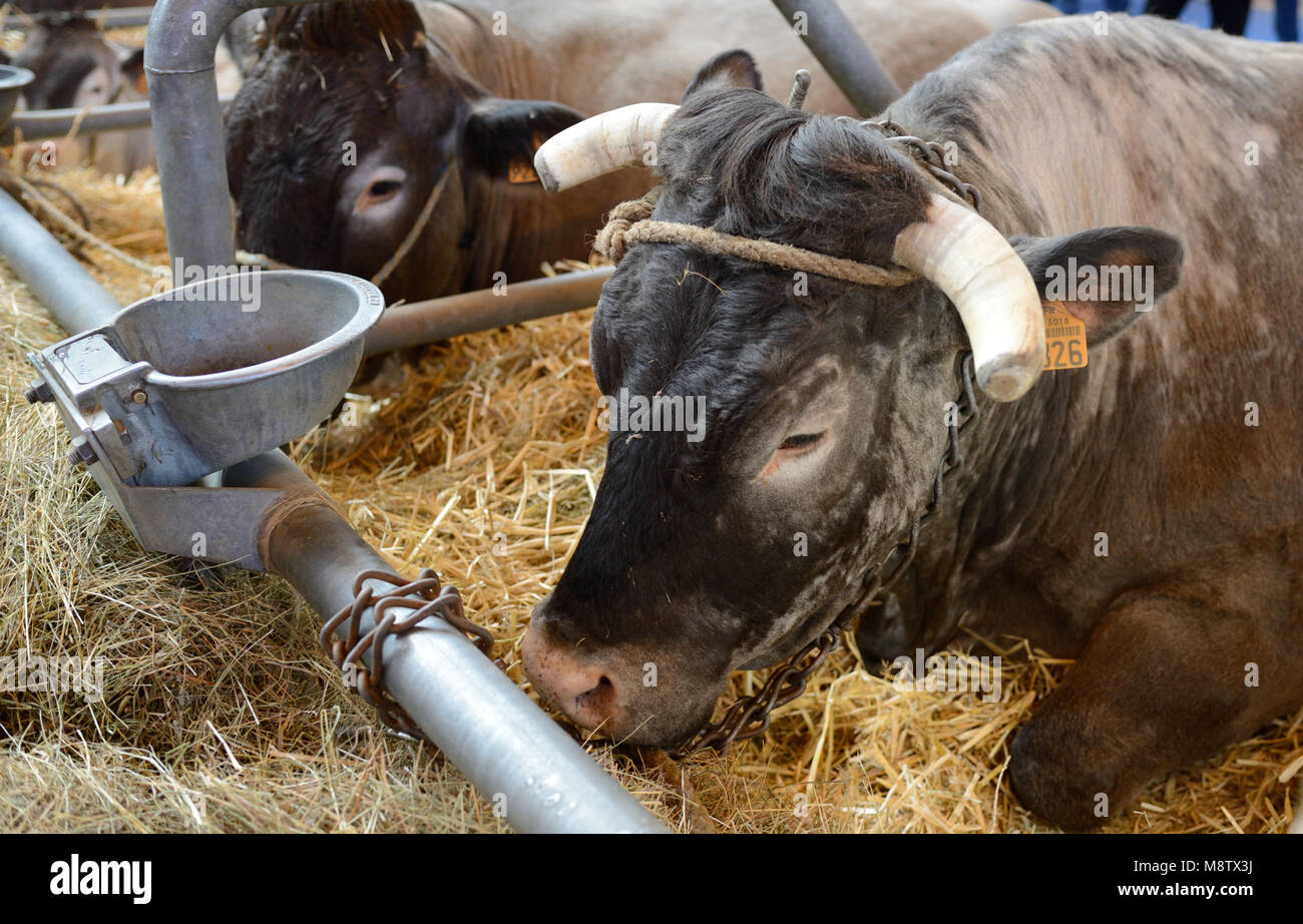 Bazadaise bovini da carne di bovini penne o animale stalle al Paris Fiera agricola internazionale aka Salon International de l'Agriculture Foto Stock