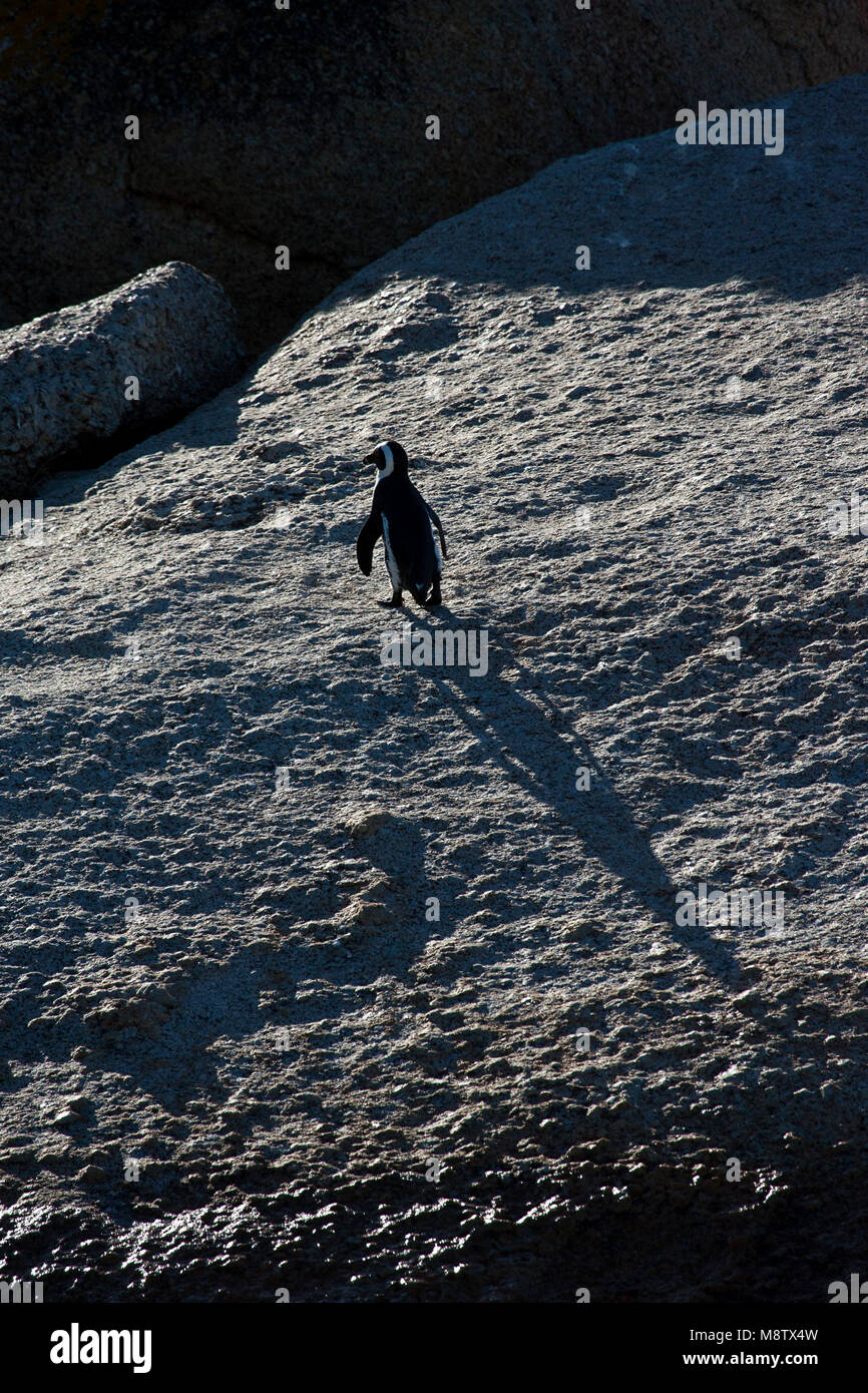 Schaduw van een Zwartvoetpinguïn; Ombra di Jackass Penguin Foto Stock
