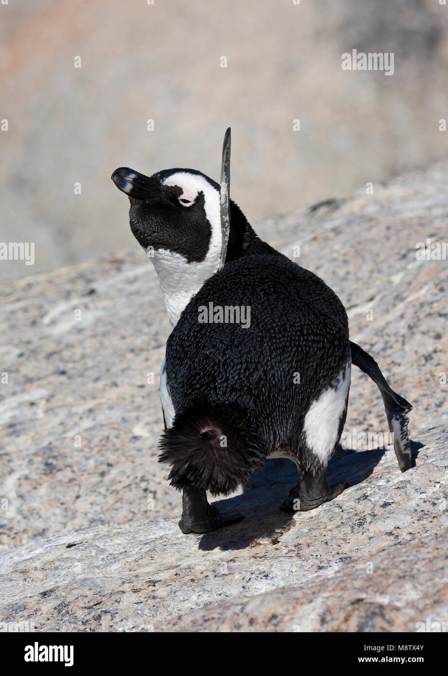 Veren Zwartvoetpinguïn poetsend; Jackass Penguin preening Foto Stock