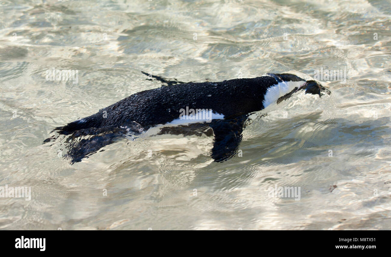 Jagende Zwartvoetpinguïn; Pesca Jackass Penguin Foto Stock