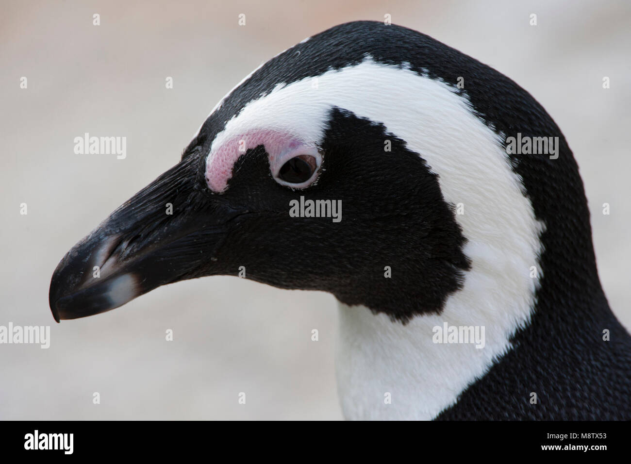Portret van een volwassen Zwartvoetpinguïn; Close-up di un adulto Jackass Penguin Foto Stock
