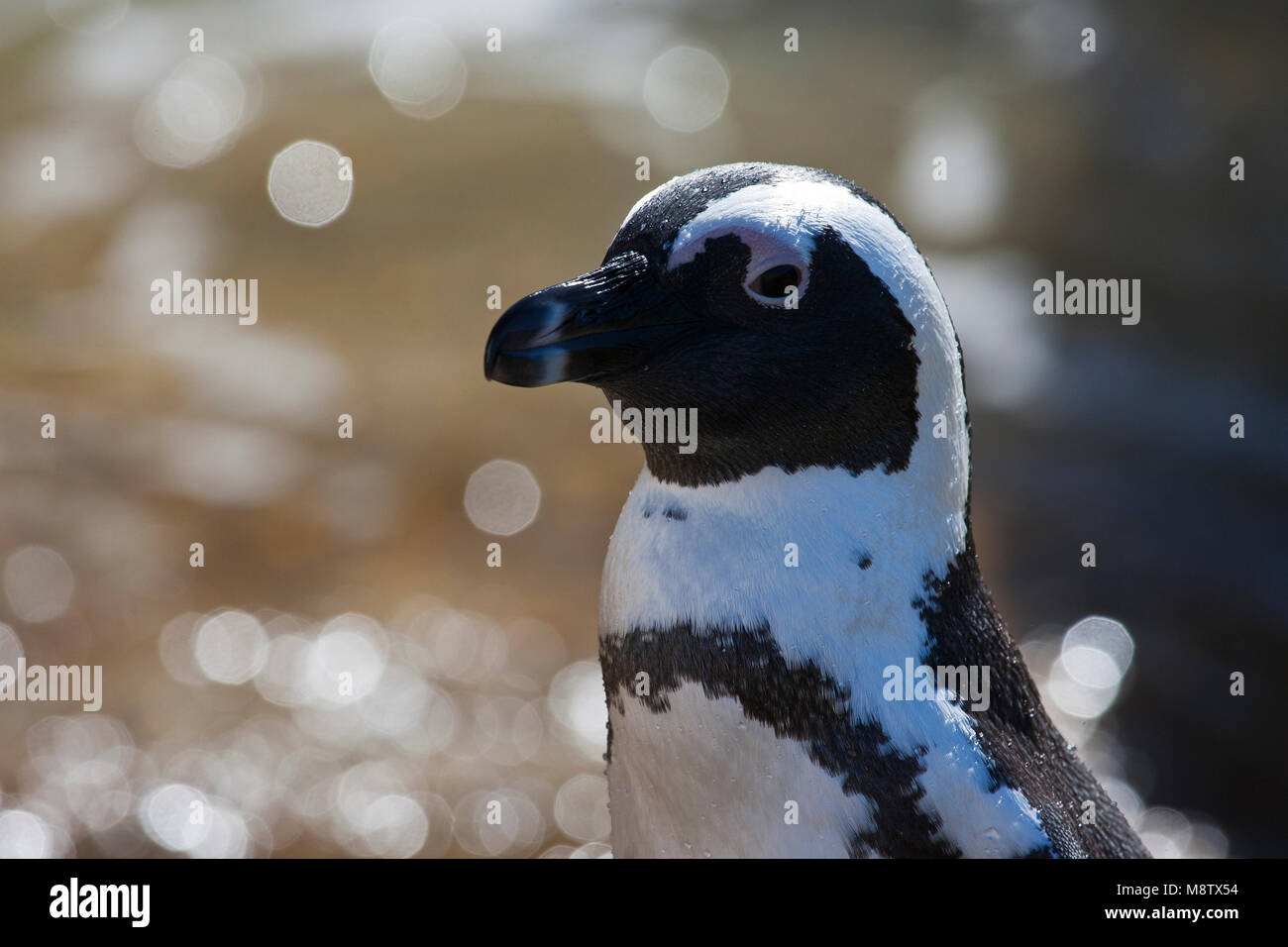 Portret van een volwassen Zwartvoetpinguïn; Close-up di un adulto Jackass Penguin Foto Stock