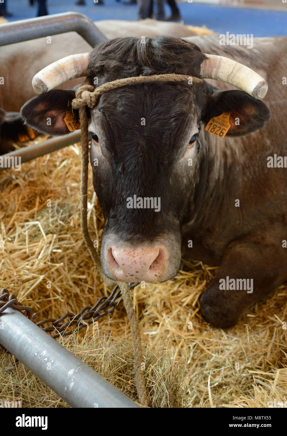Bazadaise bovini da carne di bovini penne o animale stalle al Paris Fiera agricola internazionale aka Salon International de l'Agriculture Foto Stock