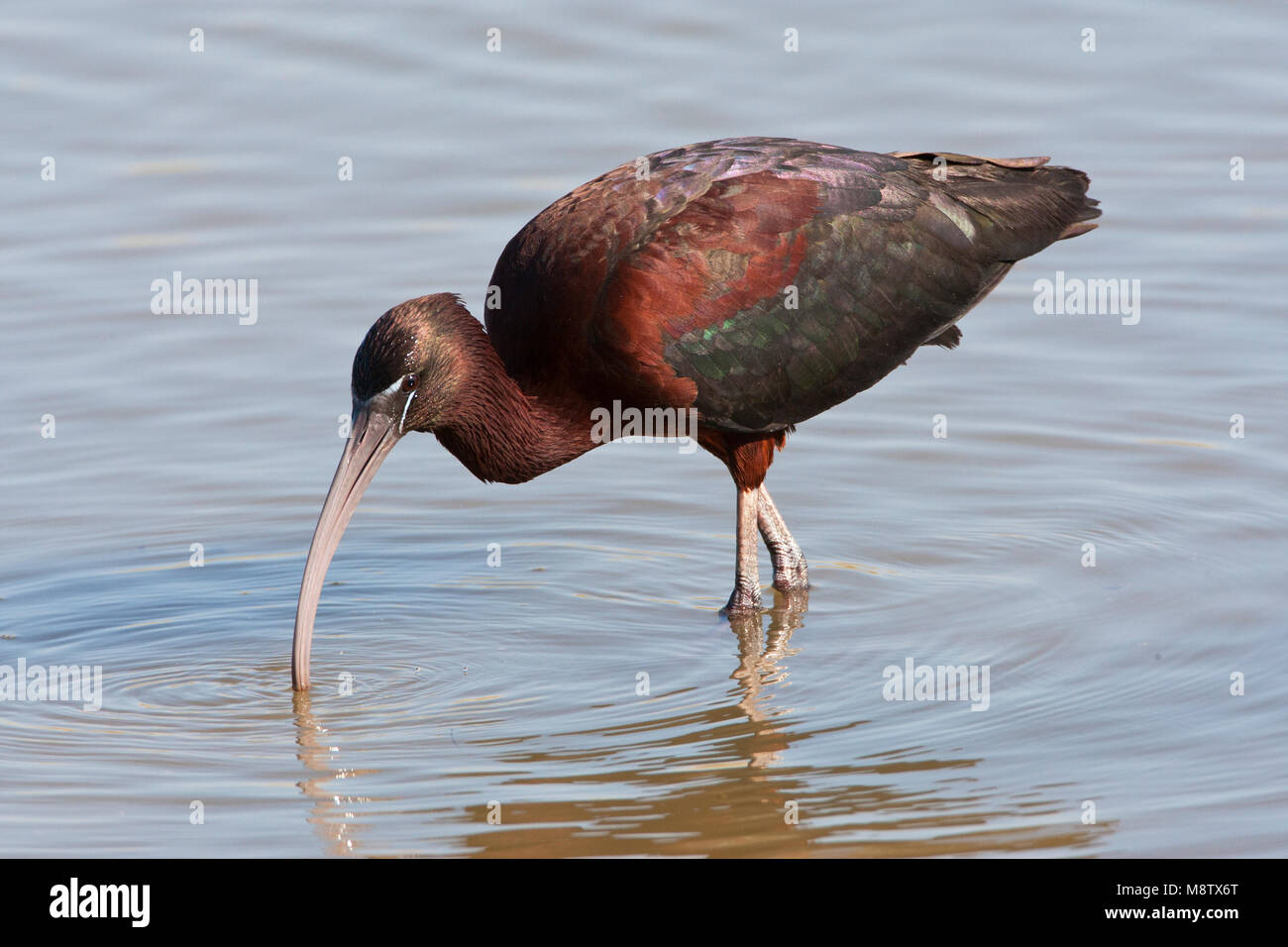 Zwarte Ibis, ibis lucido, Plegadis falcinellus Foto Stock