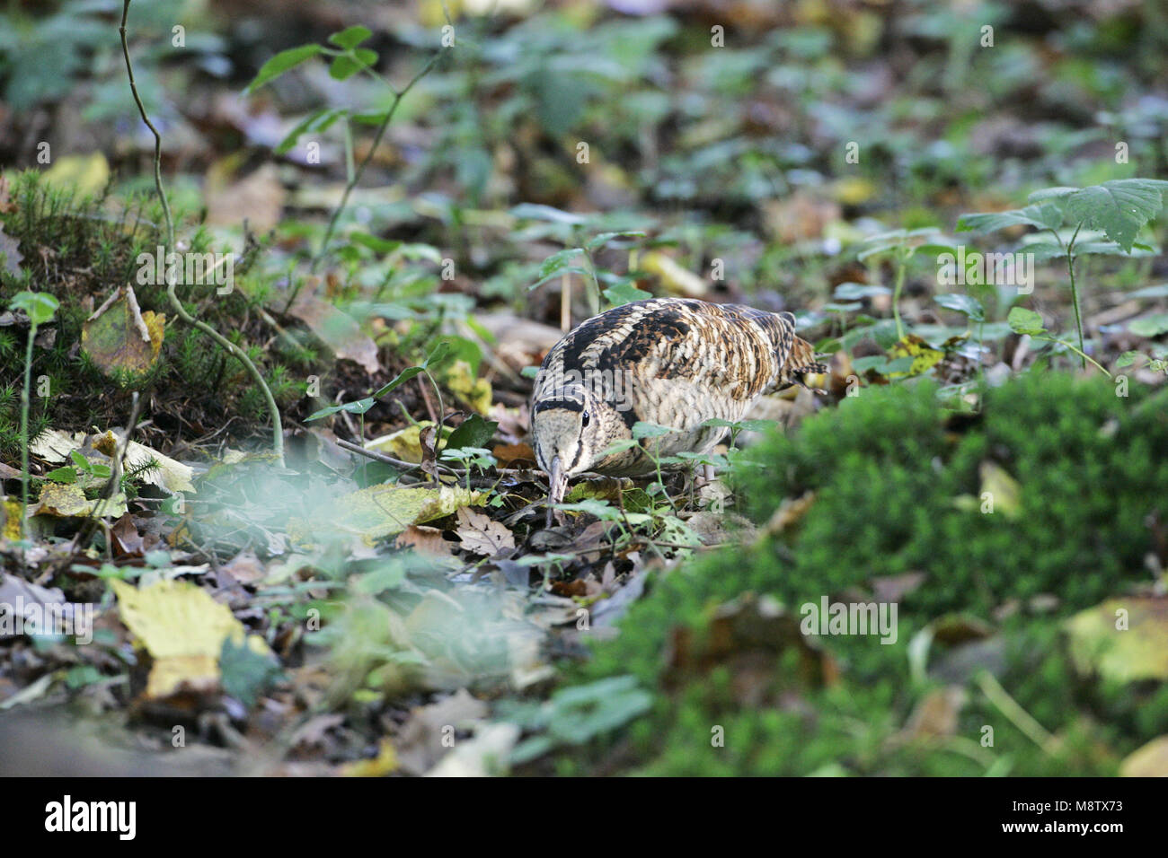 Beccaccia Scolopax rusticola domande di indagine per alimenti Foto Stock