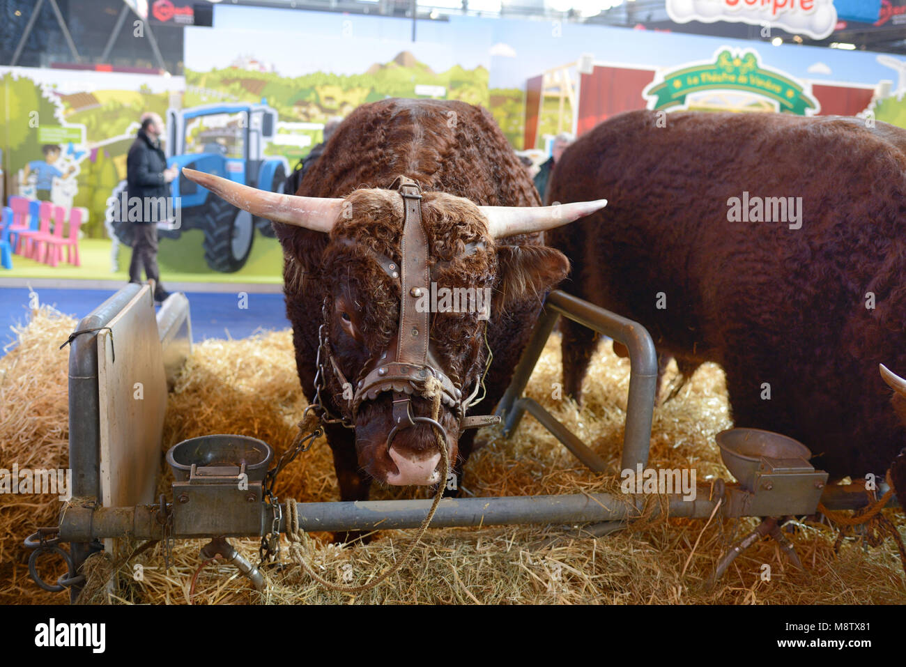 Dual-purpose Salers bestiame vaccino o di Bull nel bestiame Pen a Parigi Fiera agricola internazionale aka Salon International de l'Agriculture Foto Stock