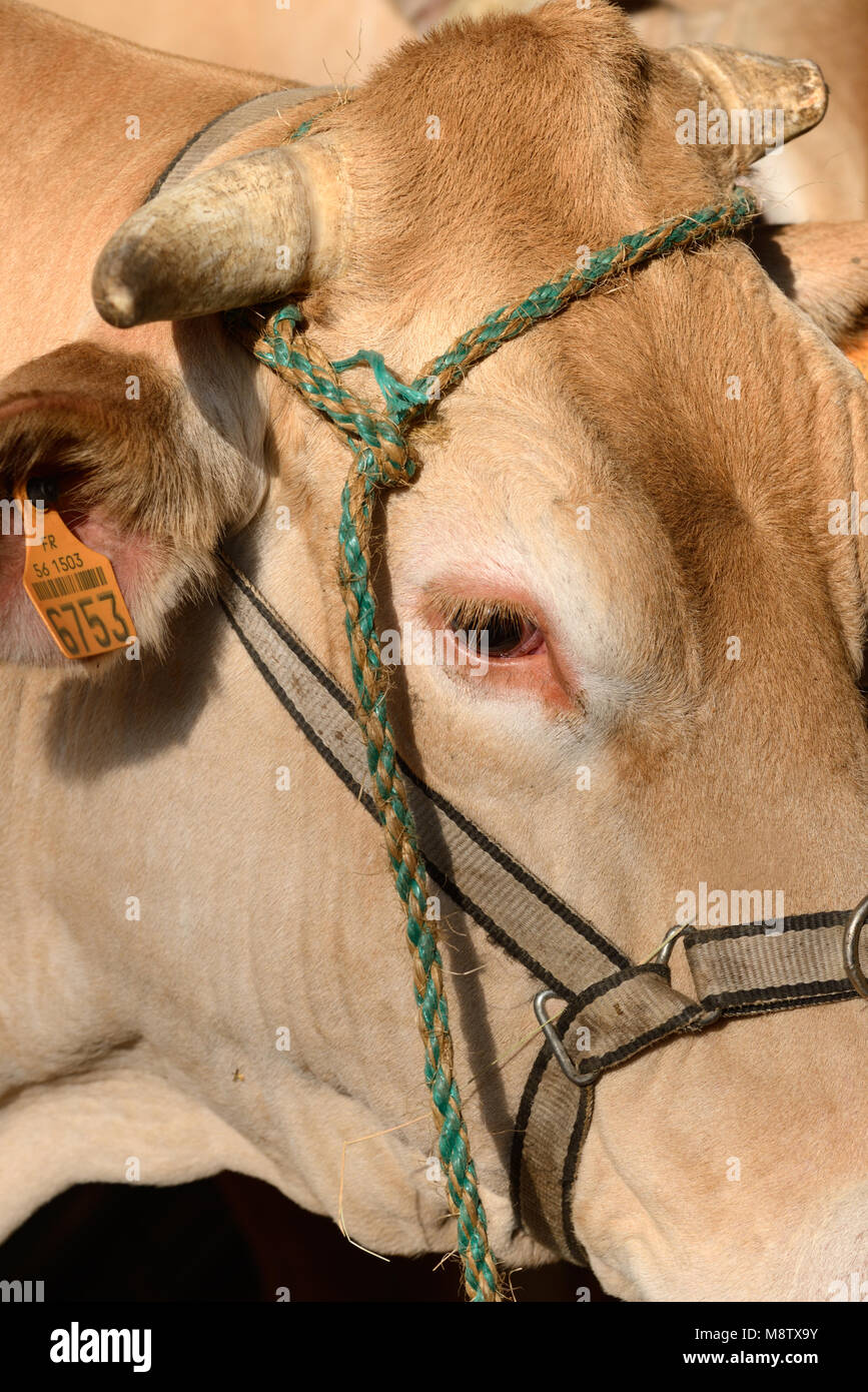 Ritratto di Blonde d'Aquitaine Carni bovine Vacca o il bestiame con il tag di identificazione o il codice a barre di etichetta all'orecchio Foto Stock